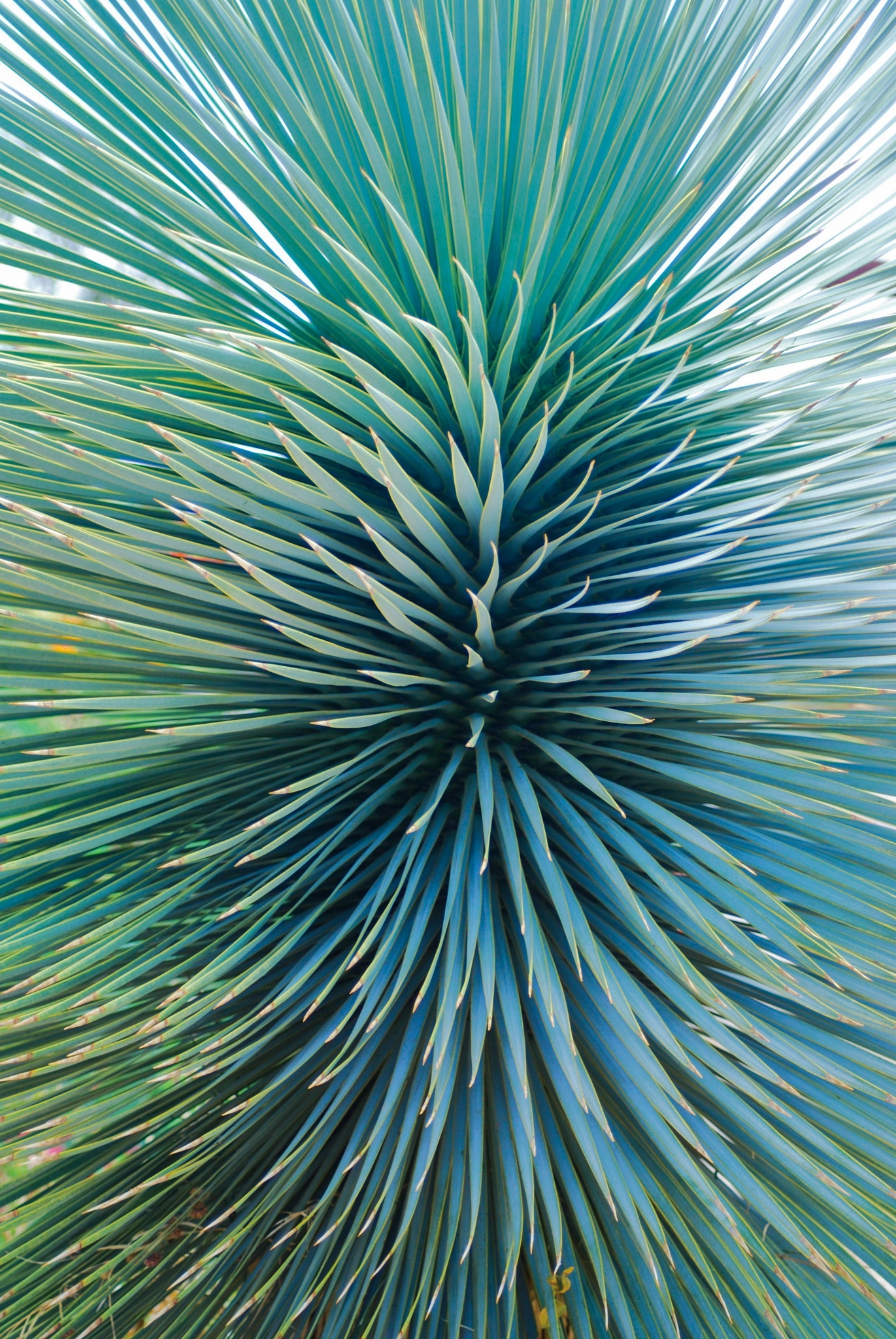Nikon D60 sample photo. Yucca rostrata photography