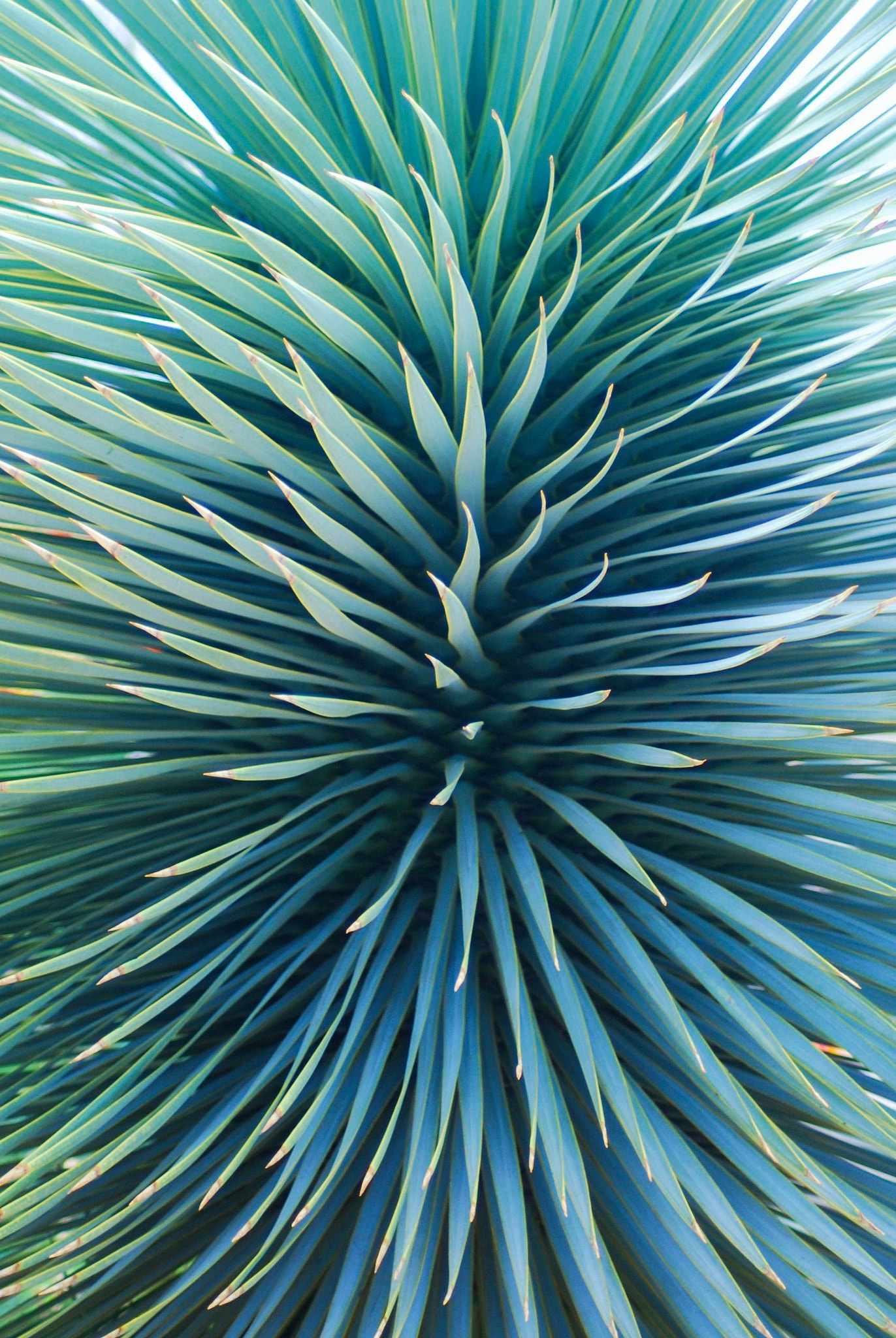 Nikon D60 sample photo. Yucca rostrata photography