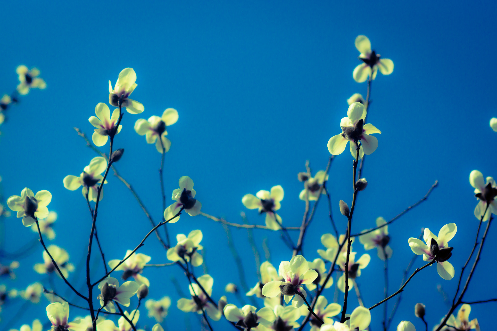 Sony SLT-A77 + Sony 100mm F2.8 Macro sample photo. Yulan flowers photography