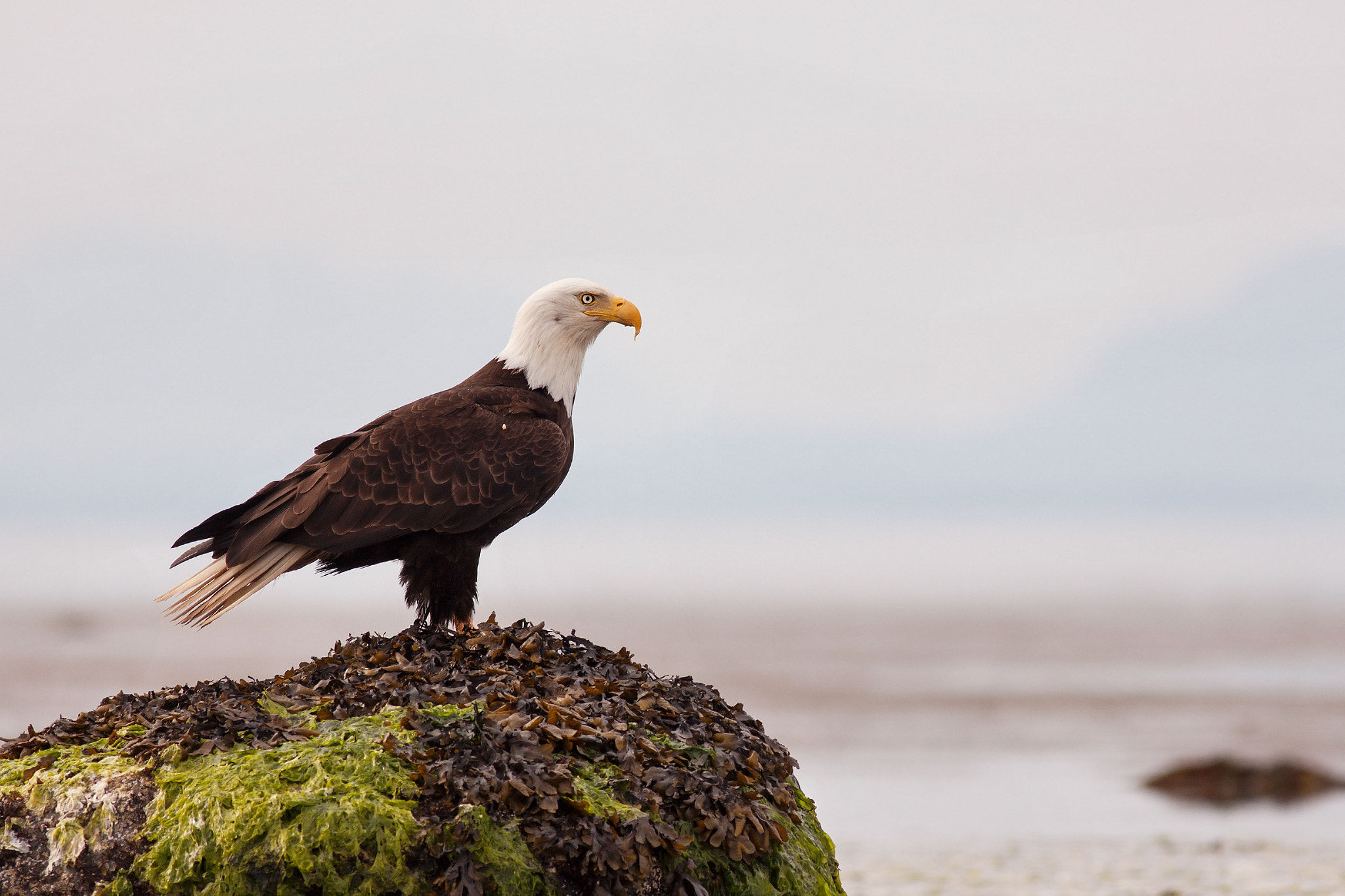 Canon EOS 5D Mark II + Canon EF 400mm F5.6L USM sample photo. Kye bay birding photography