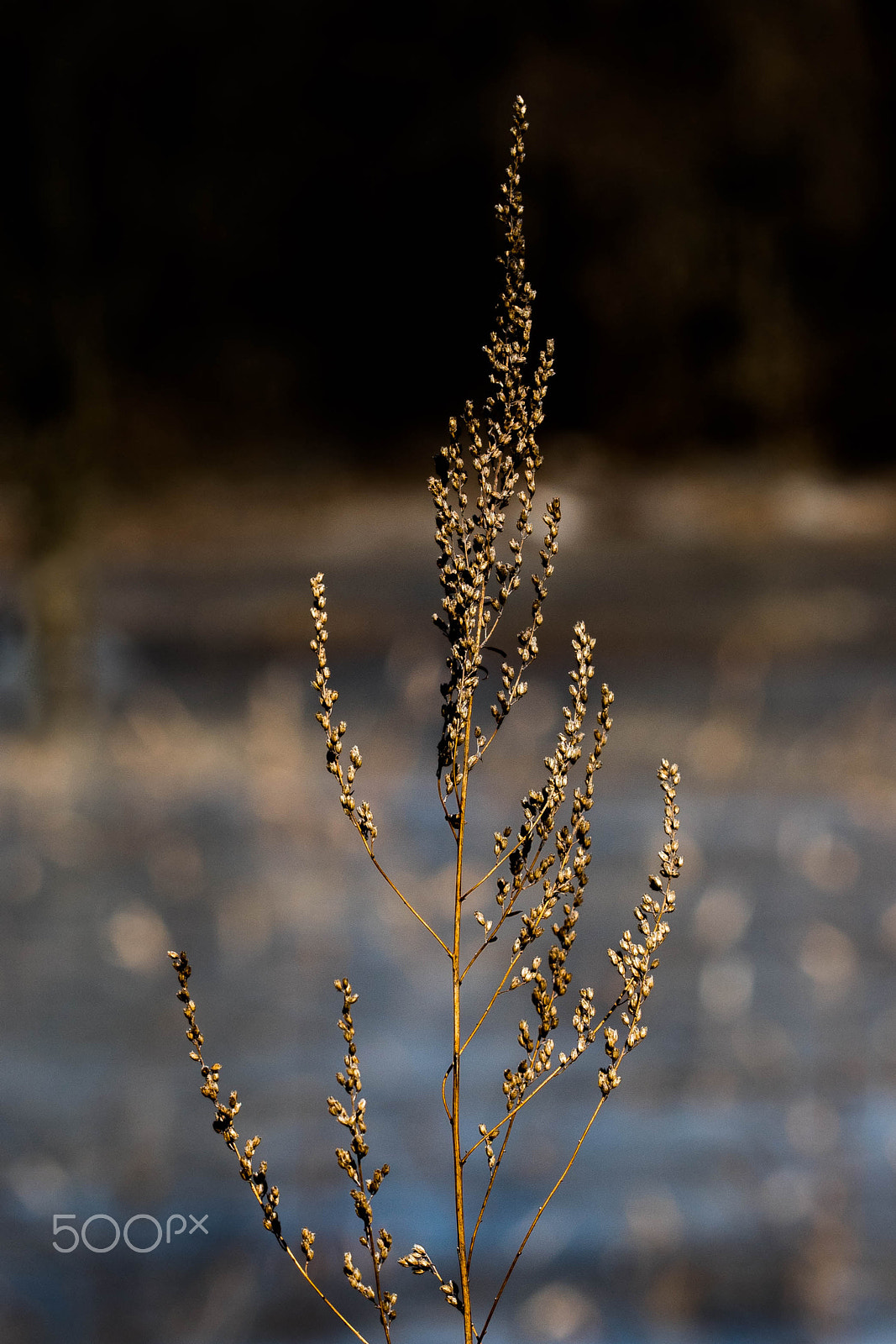 Sony a7R II + Canon EF 100mm F2.8 Macro USM sample photo. Some kind of wild plant photography