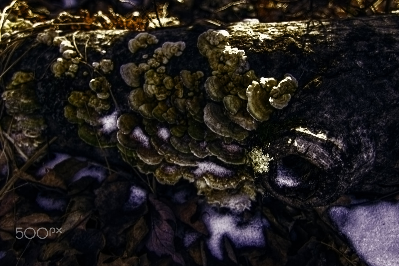 Canon EOS 1200D (EOS Rebel T5 / EOS Kiss X70 / EOS Hi) sample photo. Funky fungi photography