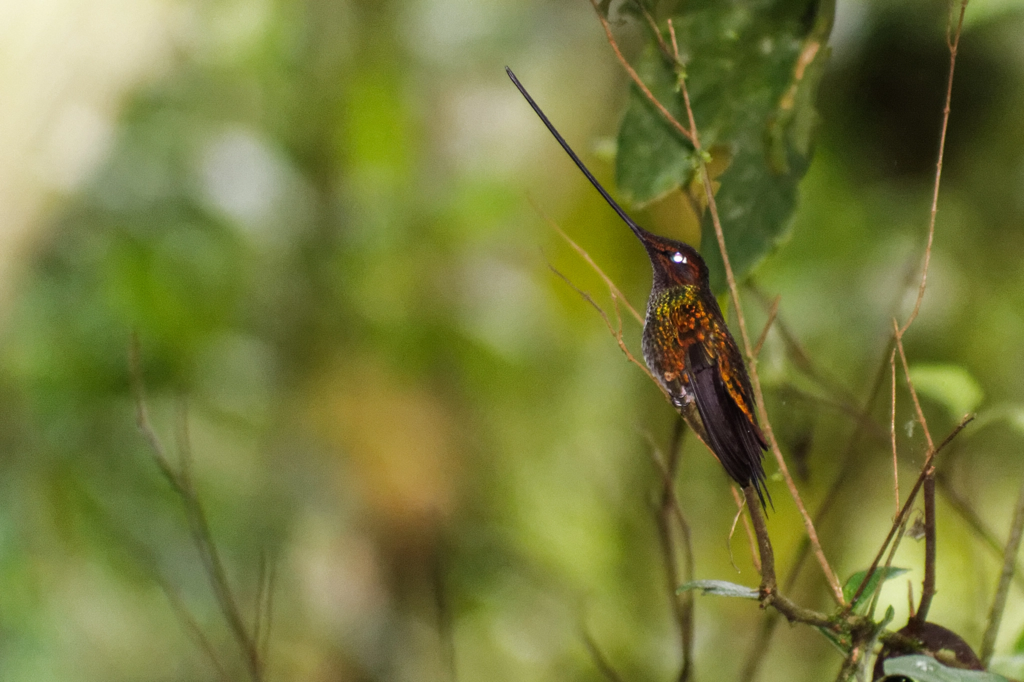 Canon EF 100-300mm F4.5-5.6 USM sample photo. Guango river life photography