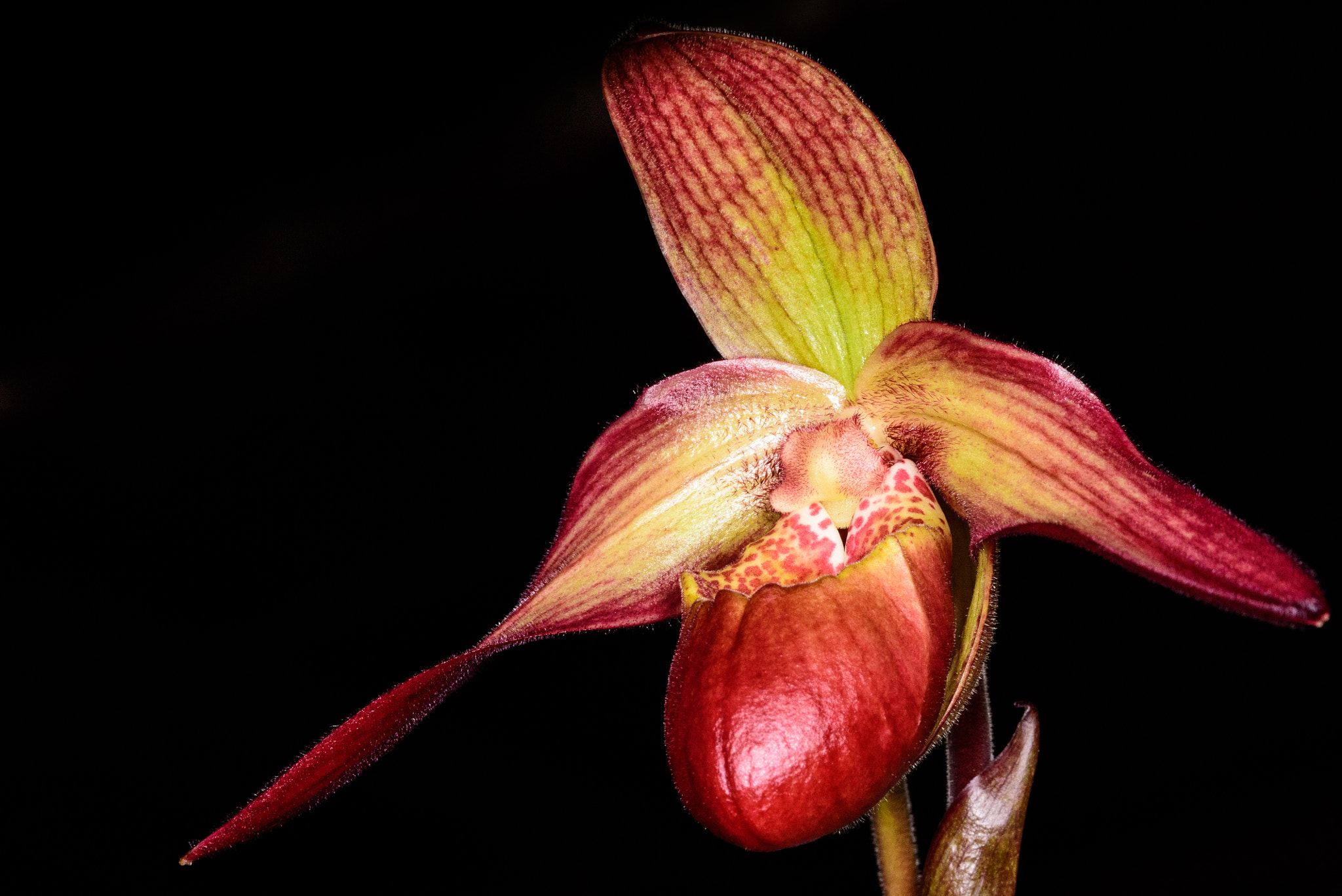 Nikon D750 + AF Micro-Nikkor 105mm f/2.8 sample photo. Blooming phragmipedium orchid photography
