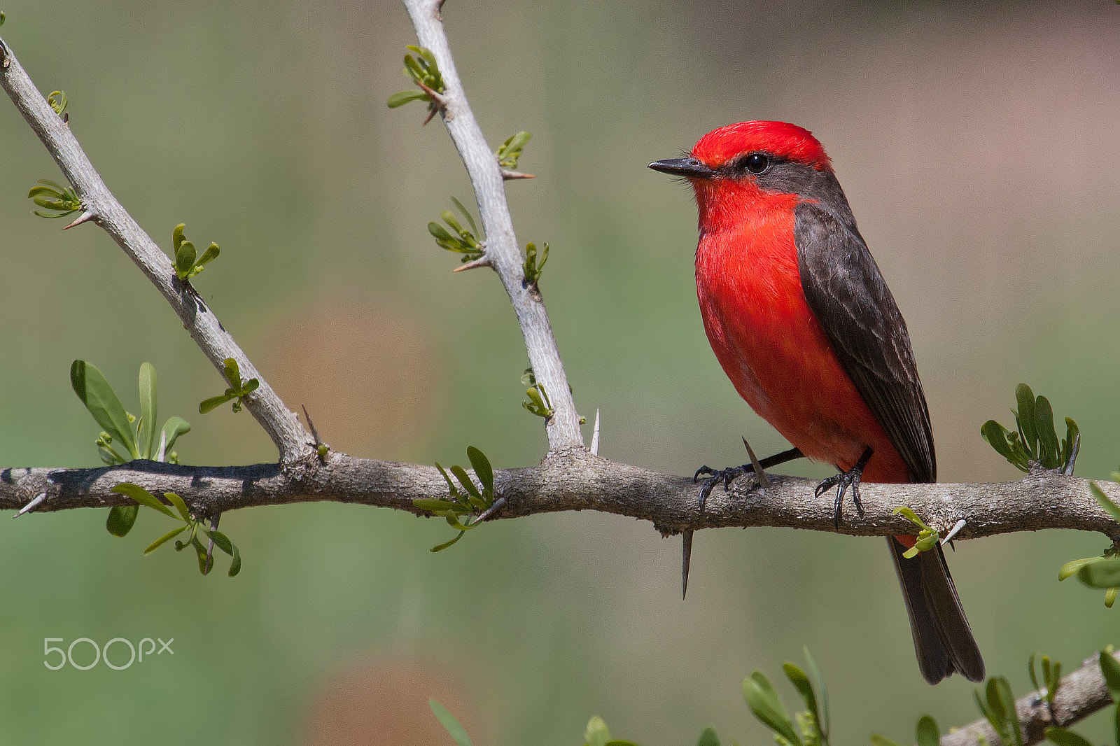 Canon EF 100-400mm F4.5-5.6L IS USM sample photo. Vermilion flycatcher portrait photography