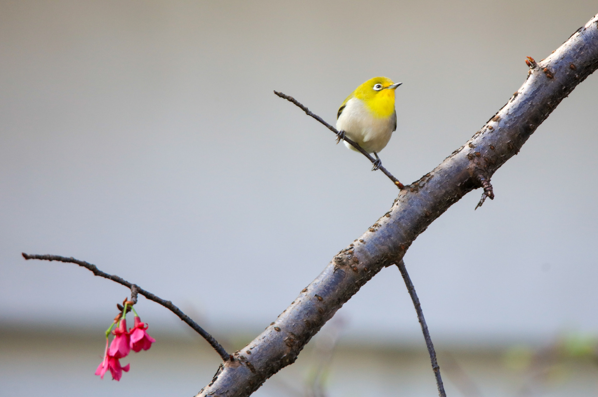 Tamron SP 150-600mm F5-6.3 Di VC USD sample photo. Japanese white-eye photography