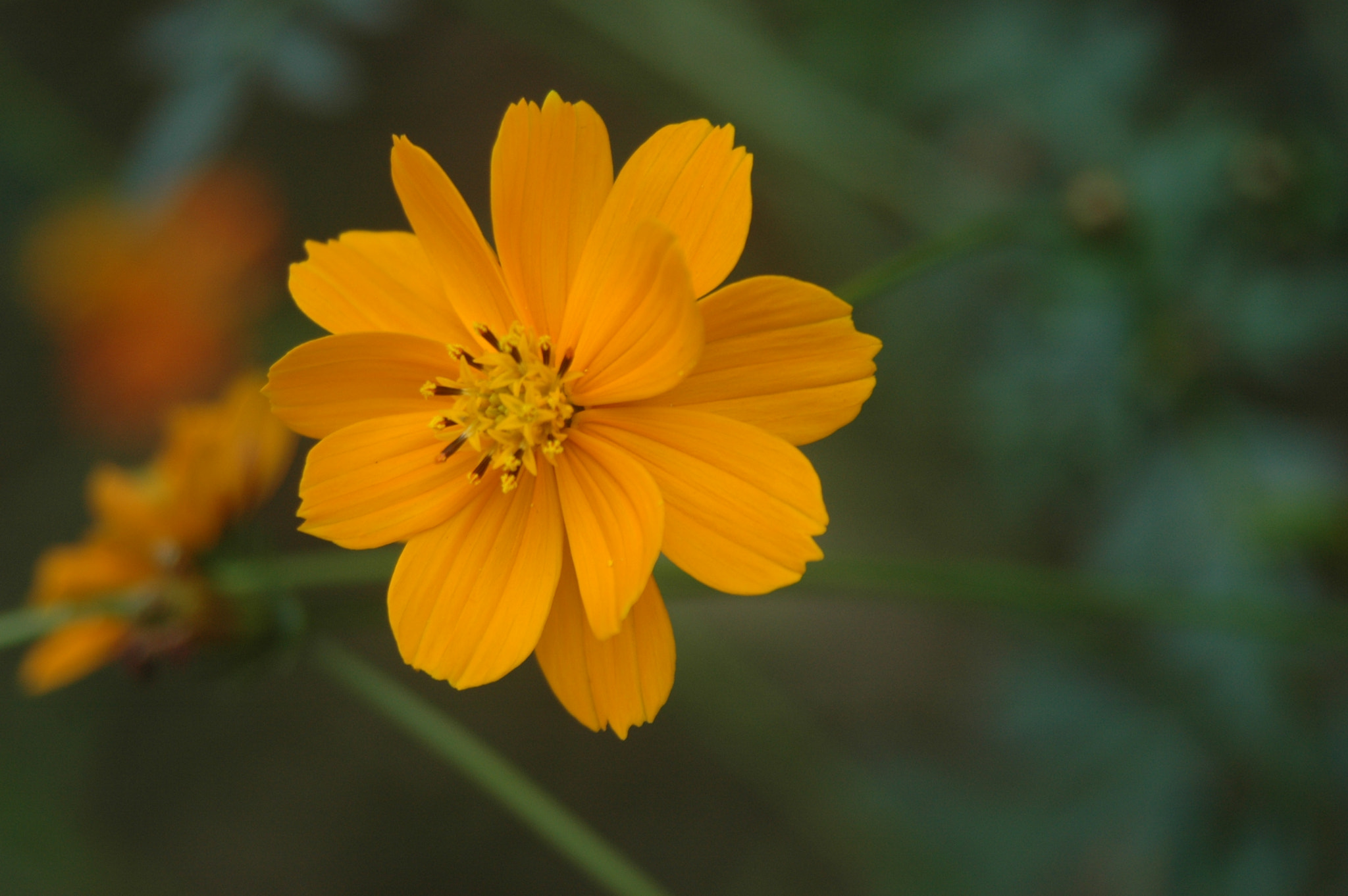 Nikon D70 sample photo