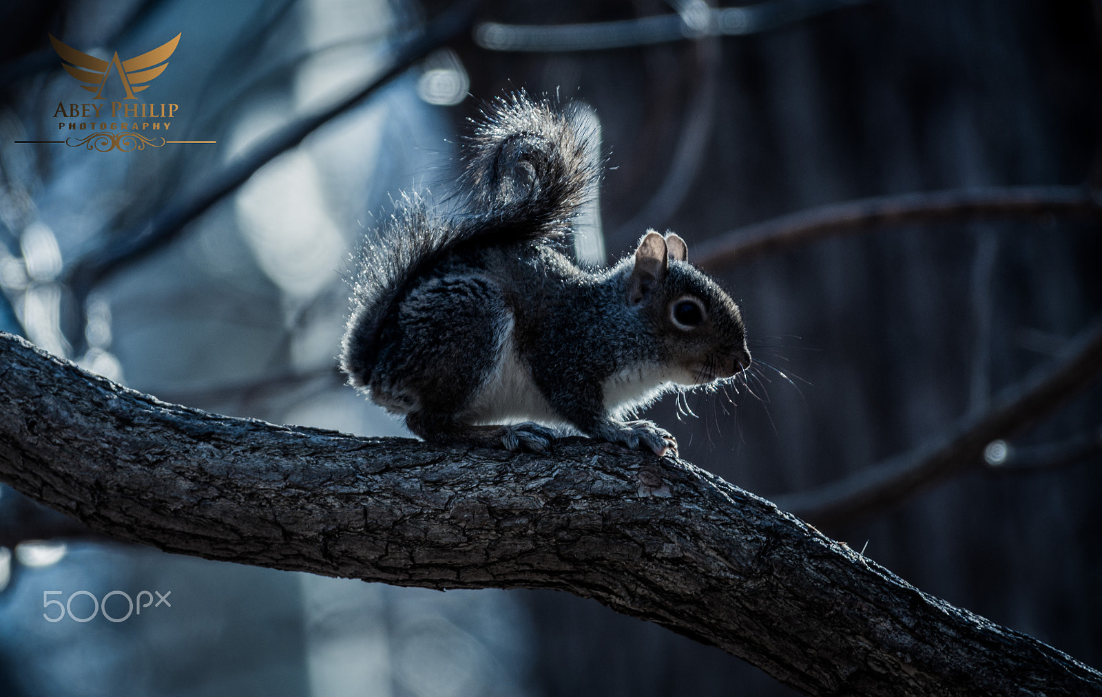 Canon EF 28-300mm F3.5-5.6L IS USM sample photo. Baby american red squirrel photography