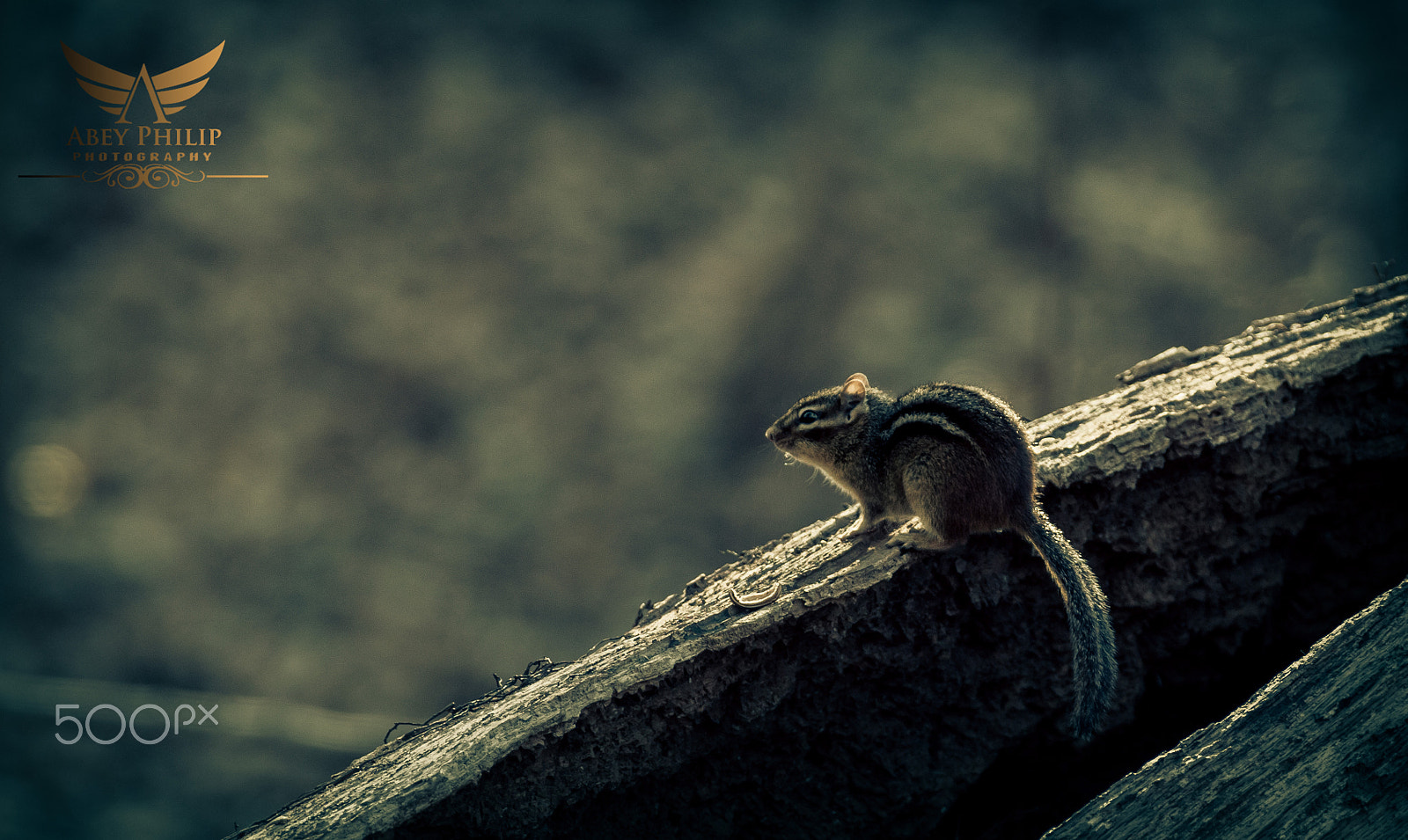 Canon EF 28-300mm F3.5-5.6L IS USM sample photo. Chipmunk photography