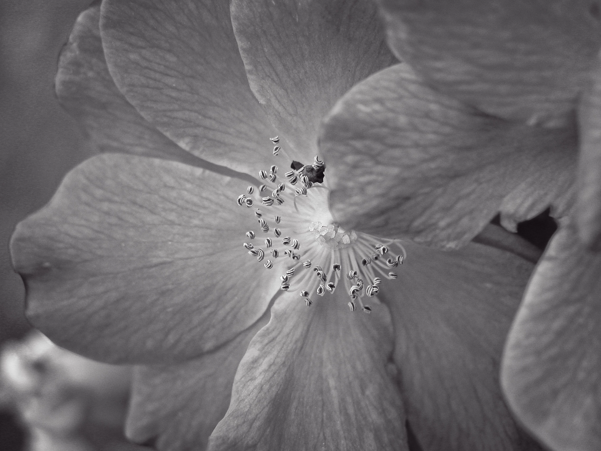 Olympus C4040Z sample photo. Pink flower b&amp;w photography