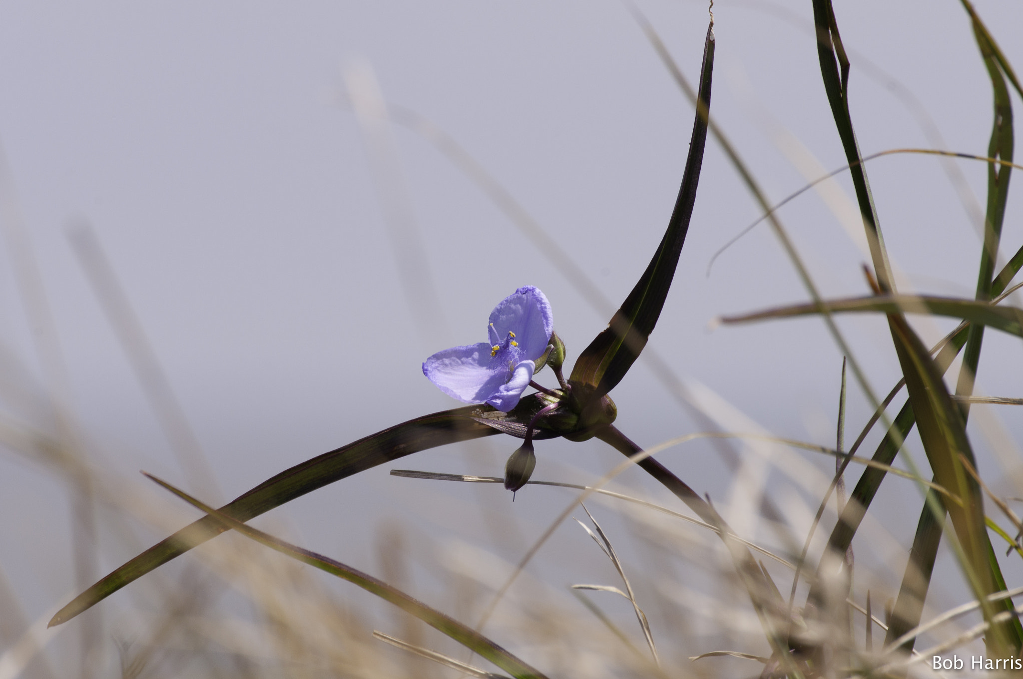 Nikon D5000 + Sigma 70-300mm F4-5.6 DG OS sample photo. Flower at ft morgan alabama apr 24 2014 photography