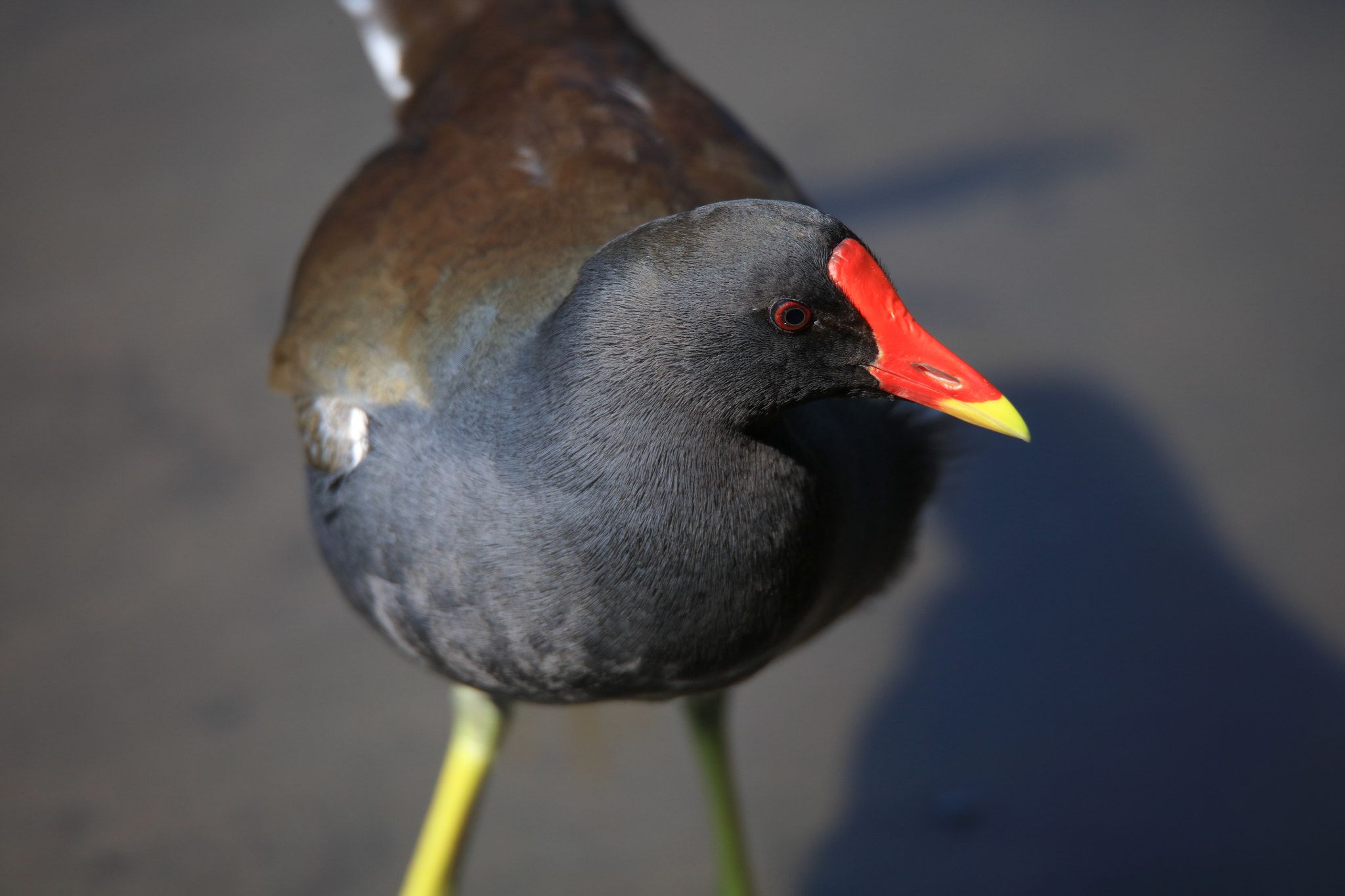 Tamron SP 150-600mm F5-6.3 Di VC USD sample photo. Common moorhen photography