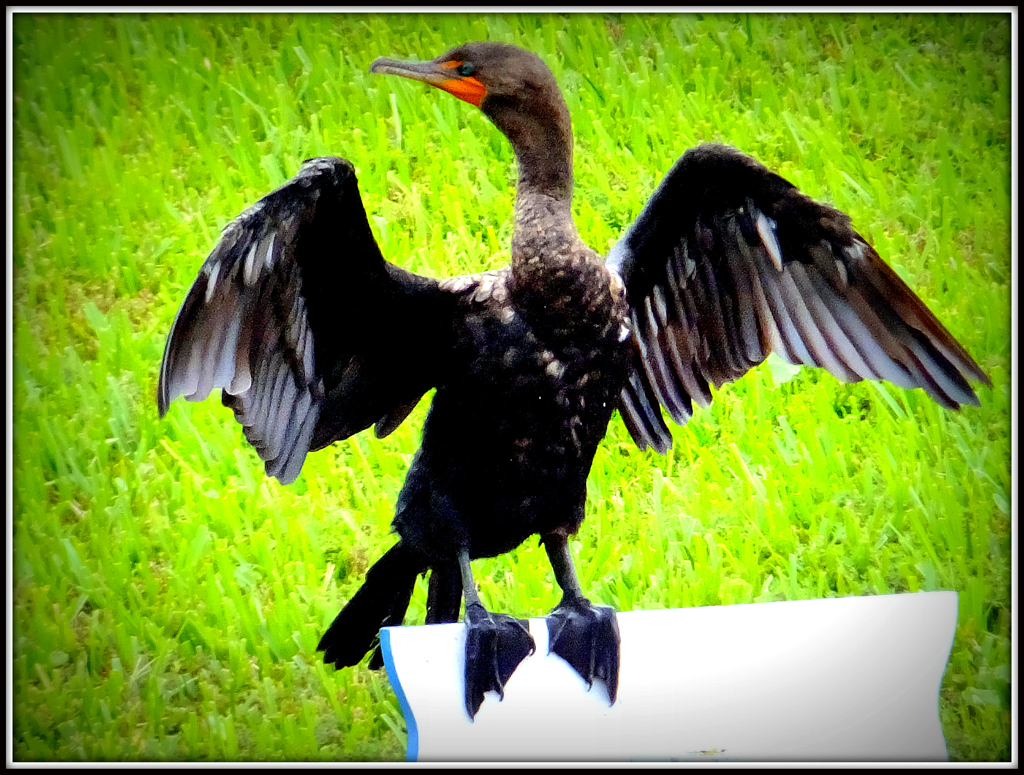 Fujifilm FinePix F850EXR sample photo. Double-crested cormorant. photography