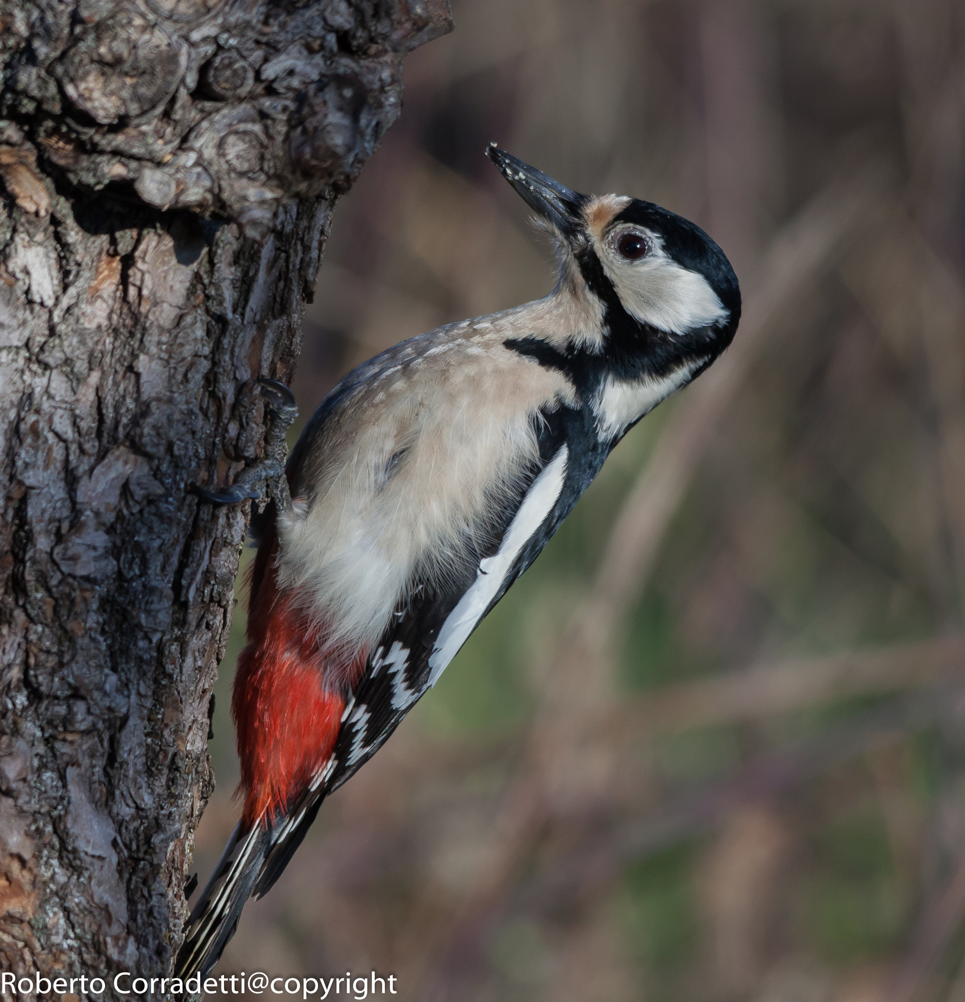 Sigma 150-500mm F5-6.3 DG OS HSM sample photo. Picchio photography