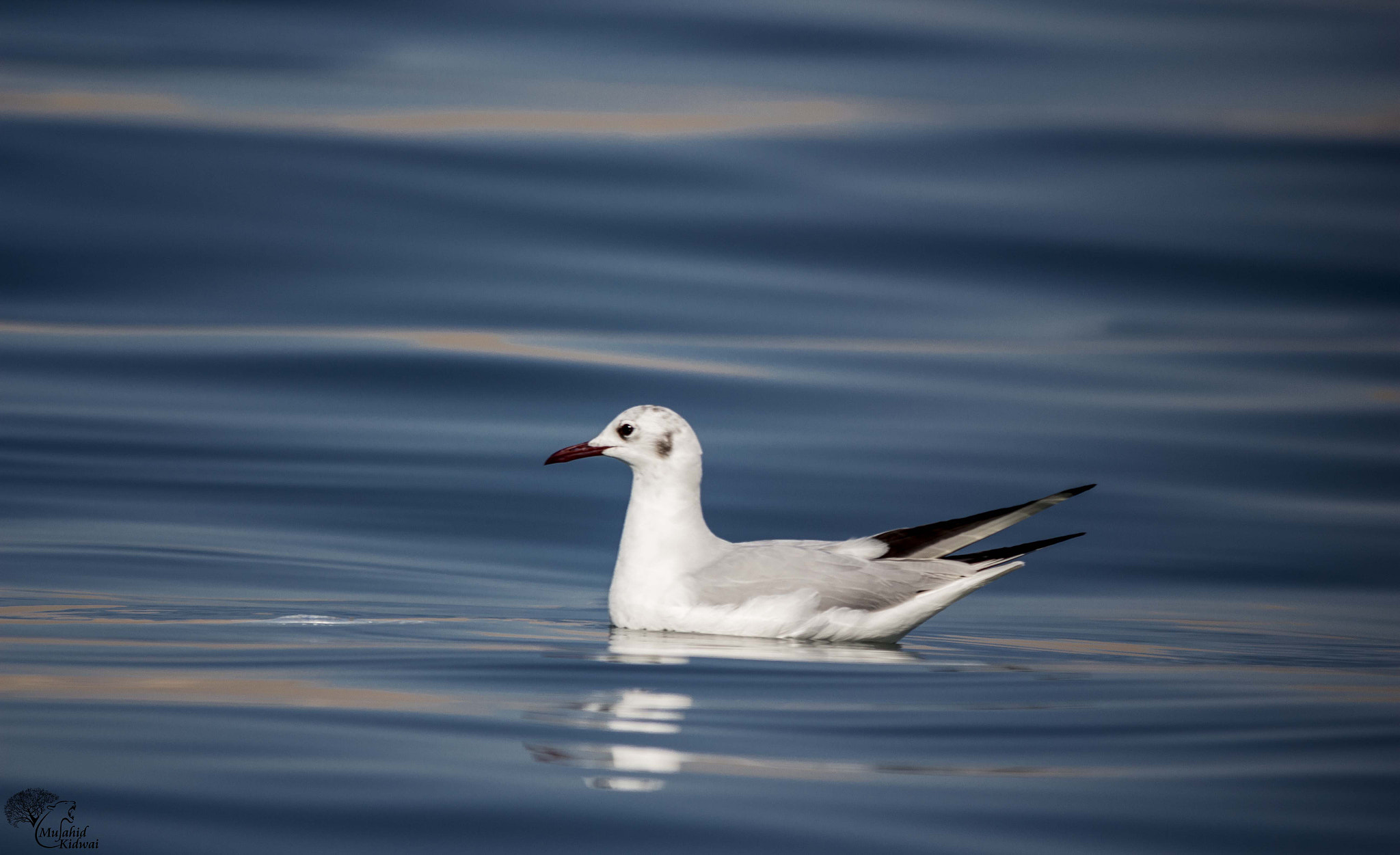 Sigma 150-500mm F5-6.3 DG OS HSM sample photo. Out of the blue !!! photography