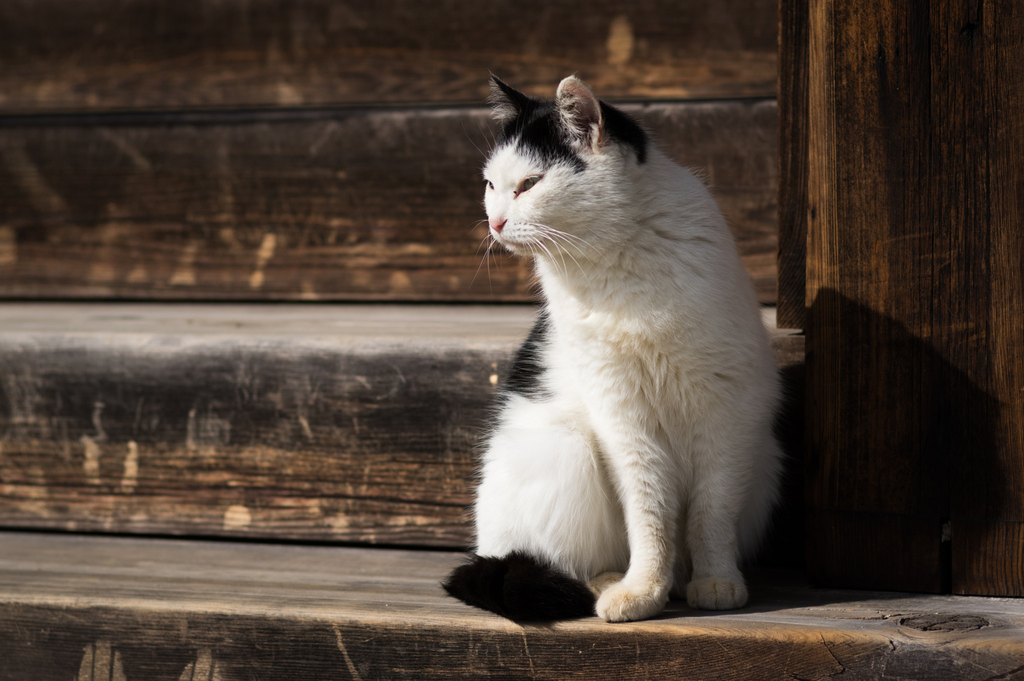 Pentax smc FA 77mm 1.8 Limited sample photo. Temple cat photography