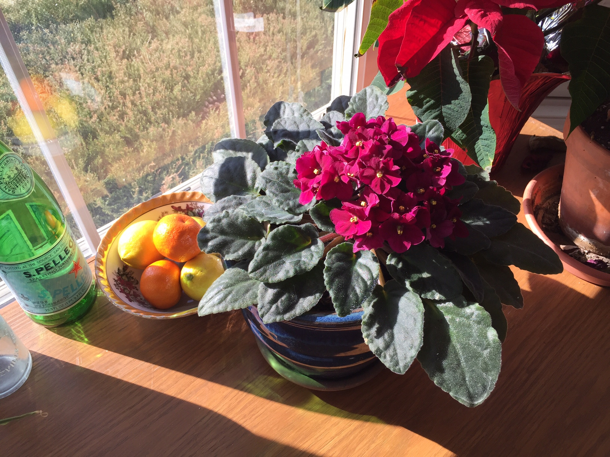 Hipstamatic 310 sample photo. Flowers, fruit, and winter sunlight. photography