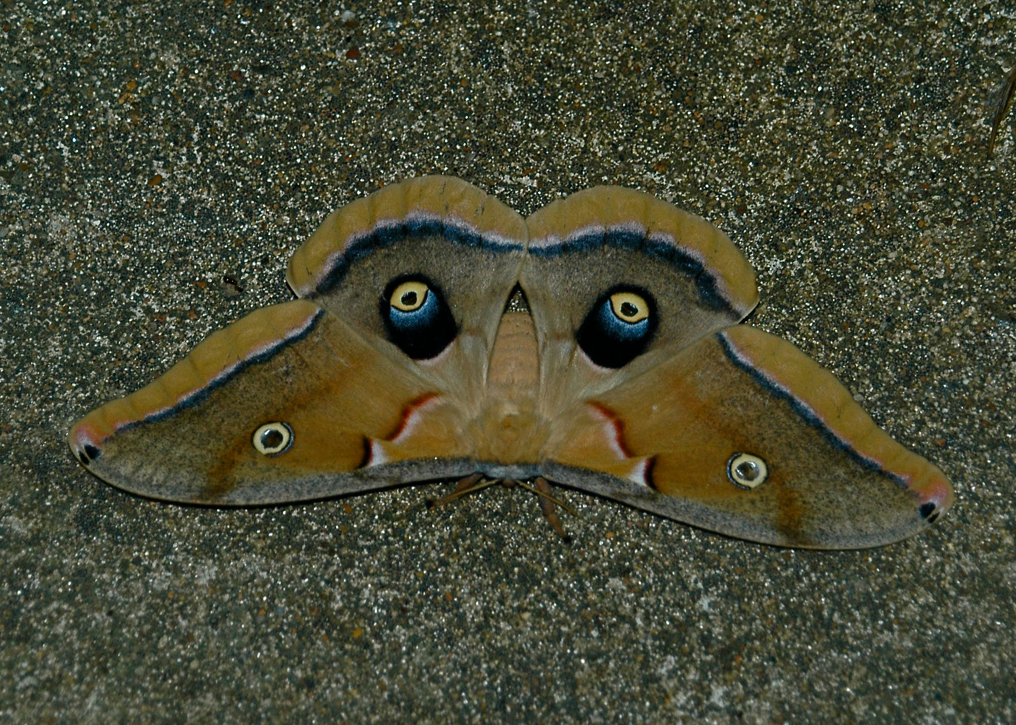 Nikon D100 sample photo. Polyphemus photography