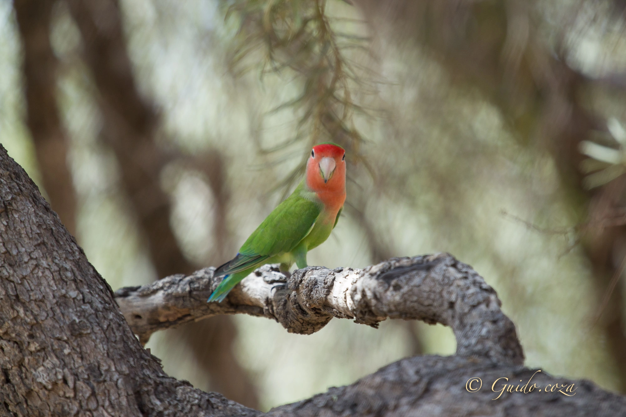 Canon EF 100-400mm F4.5-5.6L IS USM sample photo. -589605.jpg photography