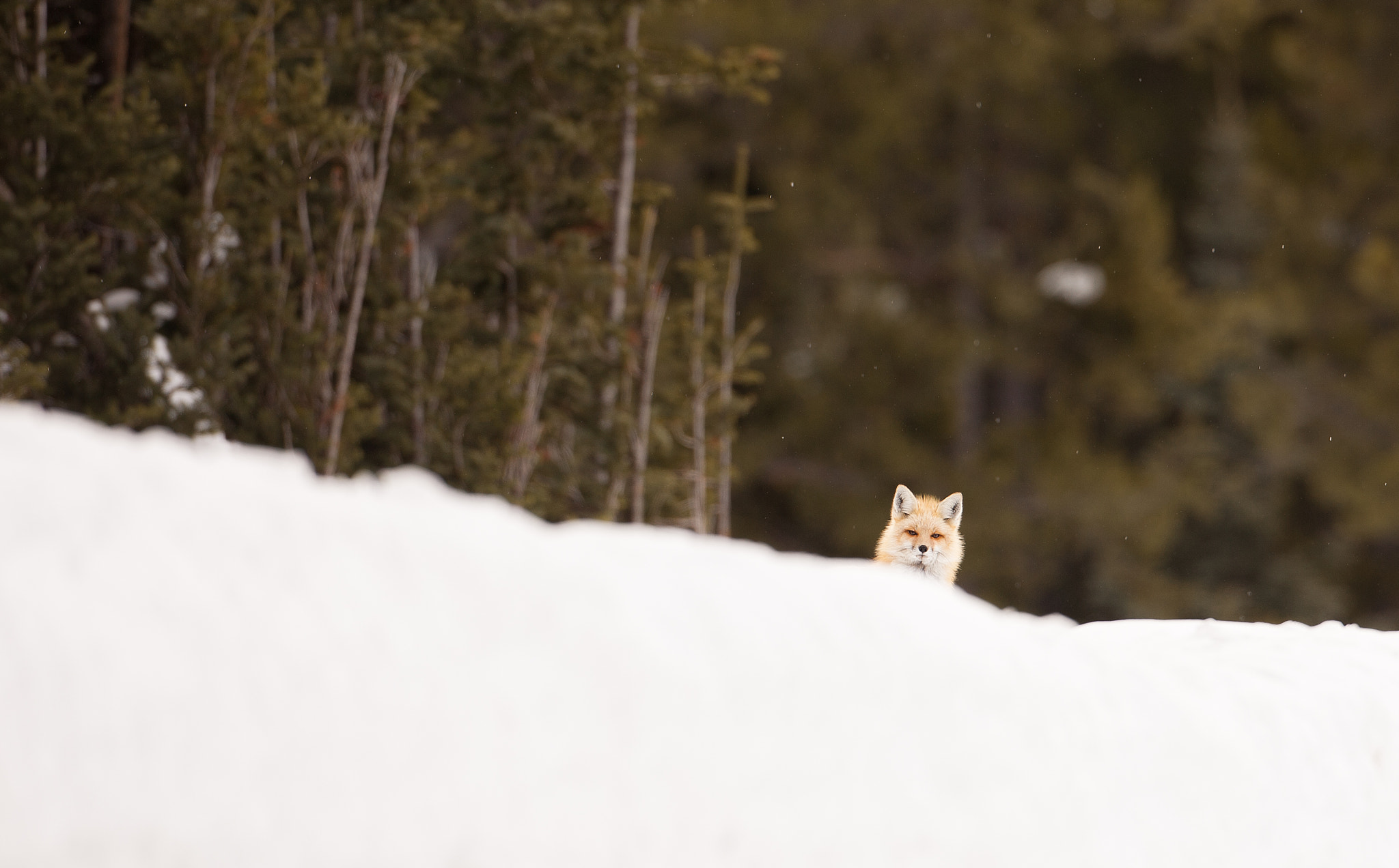 Canon EF 500mm F4L IS USM sample photo. Peekaboo photography