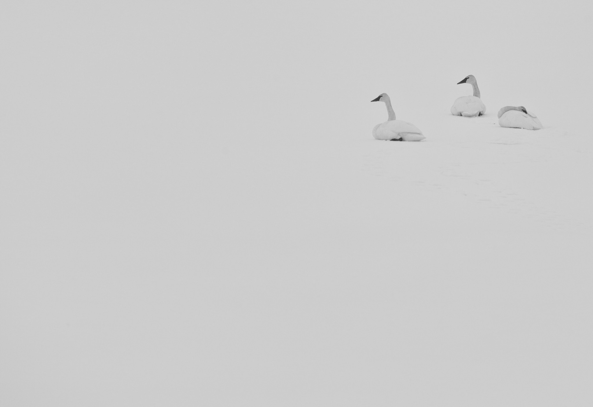 Canon EOS 5D Mark II + Canon EF 500mm F4L IS USM sample photo. Trumpeter swans photography