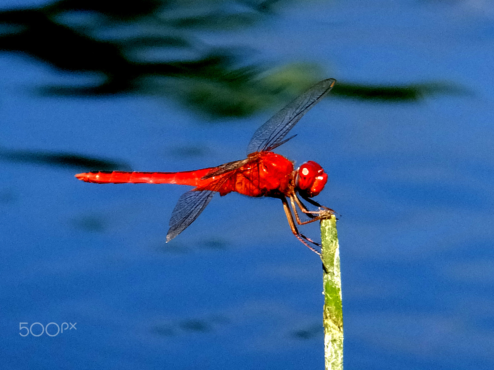 Fujifilm FinePix F850EXR sample photo. Red. dragón fly photography