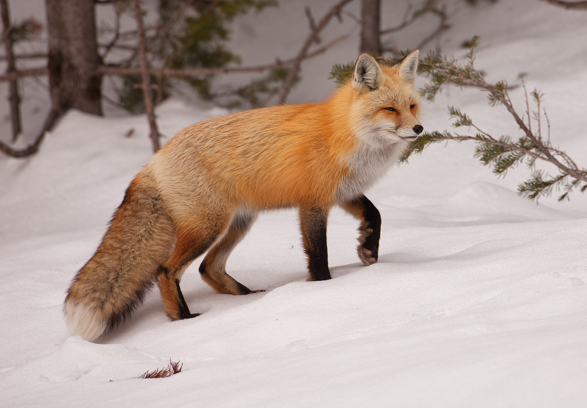Canon EOS 5D Mark II + Canon EF 500mm F4L IS USM sample photo. Red fox photography