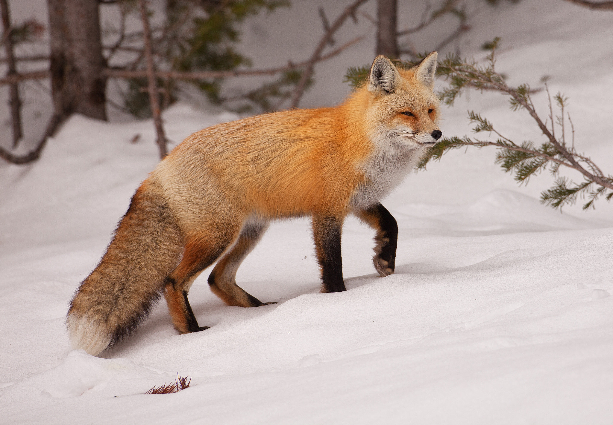 Canon EF 500mm F4L IS USM sample photo. Red fox photography