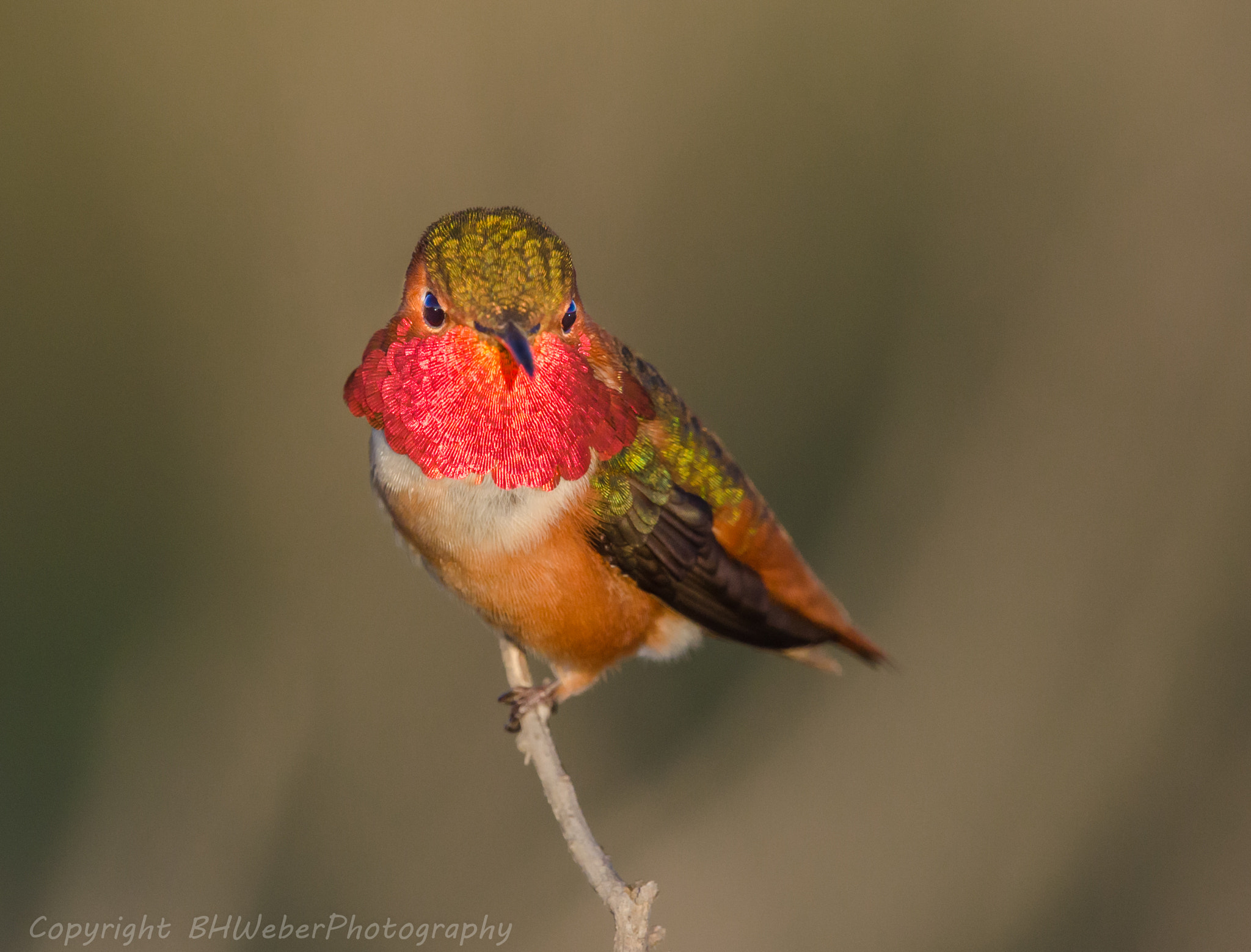 Nikon Nikkor AF-S 300mm F4E PF ED VR sample photo. Hummingbird's face photography