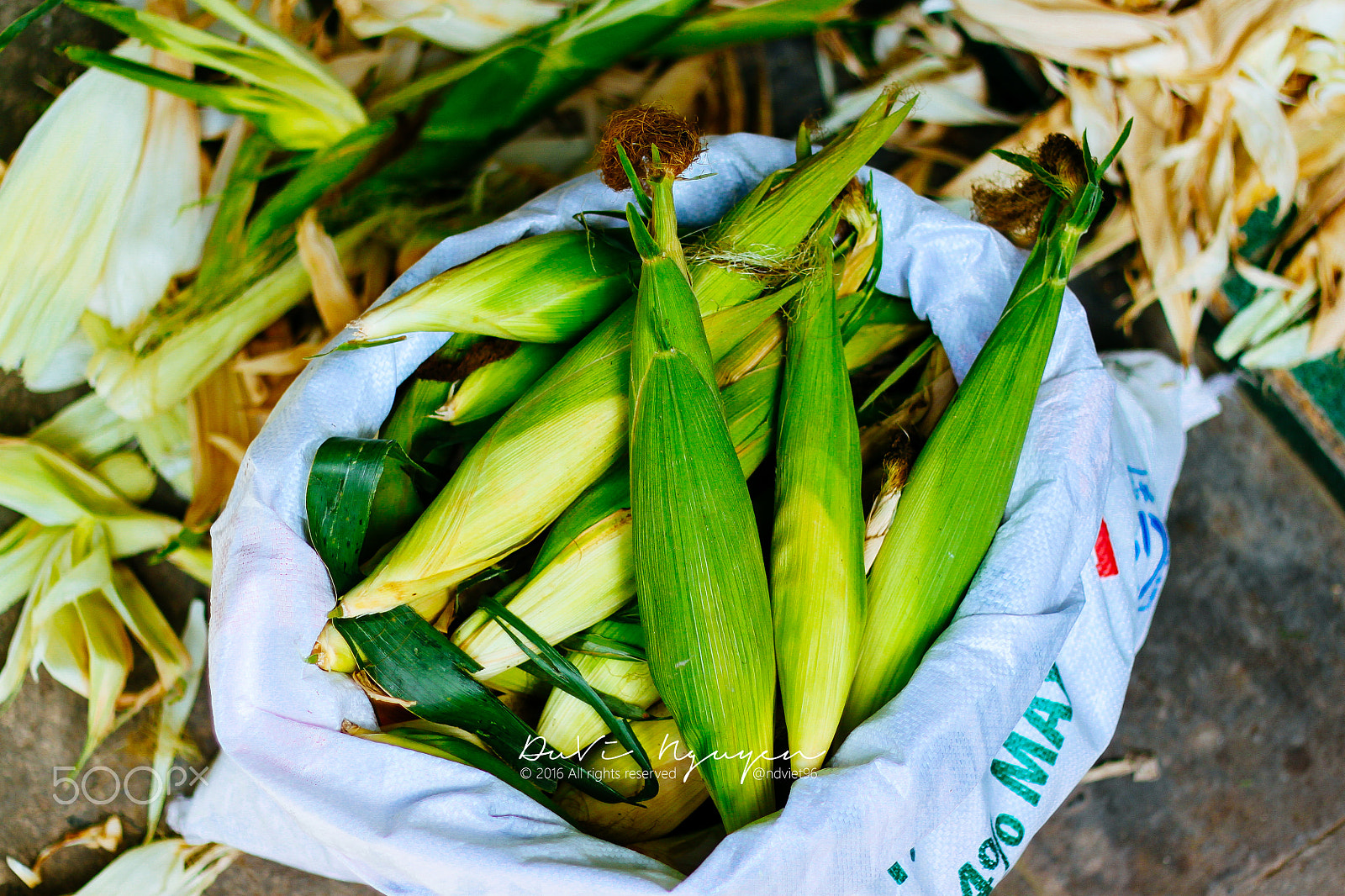 Canon EOS 500D (EOS Rebel T1i / EOS Kiss X3) + Canon EF 50mm F1.8 II sample photo. Corn photography