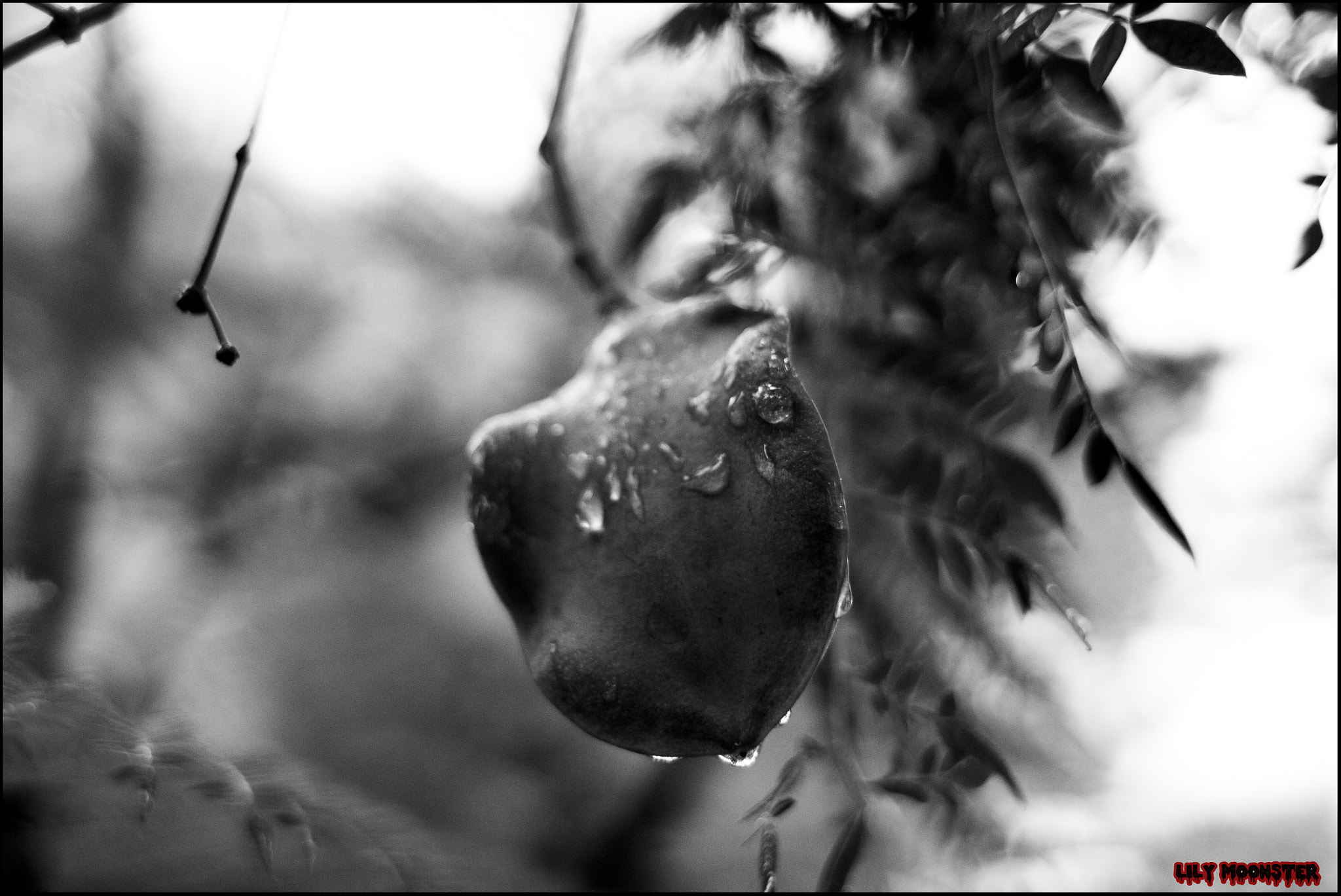 Canon EF 28mm F1.8 USM sample photo. We've been missing you photography