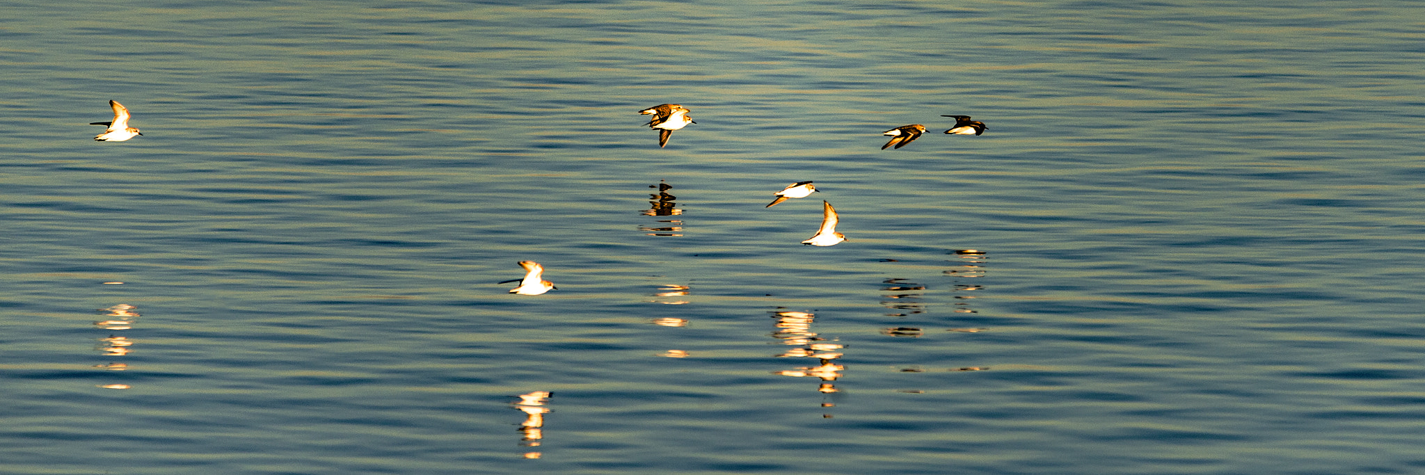 Sigma 150-500mm F5-6.3 DG OS HSM sample photo. Oyster catchers photography