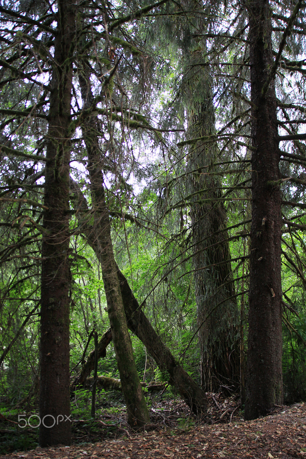 Sigma 17-70mm F2.8-4 DC Macro OS HSM sample photo. Big trees photography