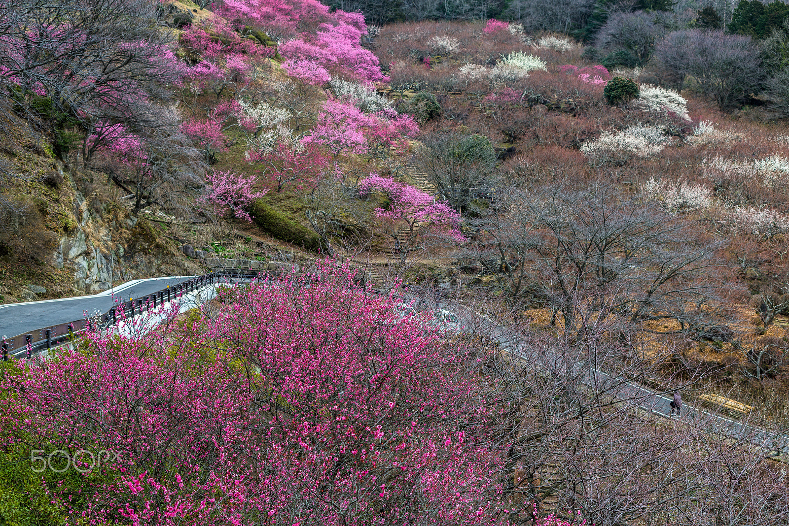 ZEISS Makro-Planar T* 50mm F2 sample photo. Tsukuba plum grove photography
