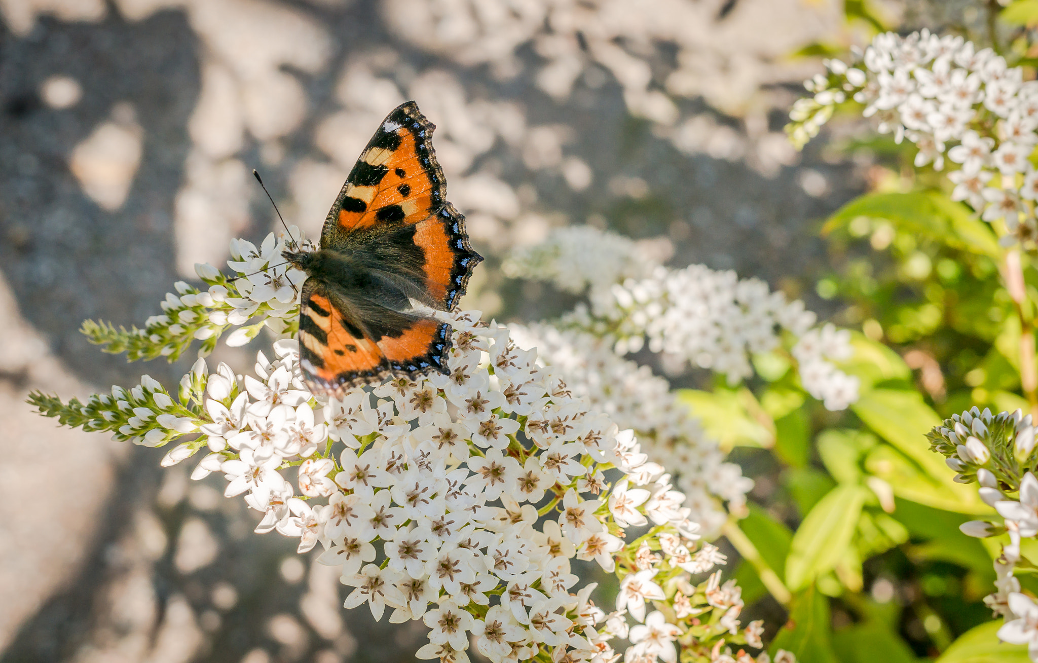 Sony Alpha NEX-6 + Sigma 30mm F2.8 EX DN sample photo. Butterfly photography