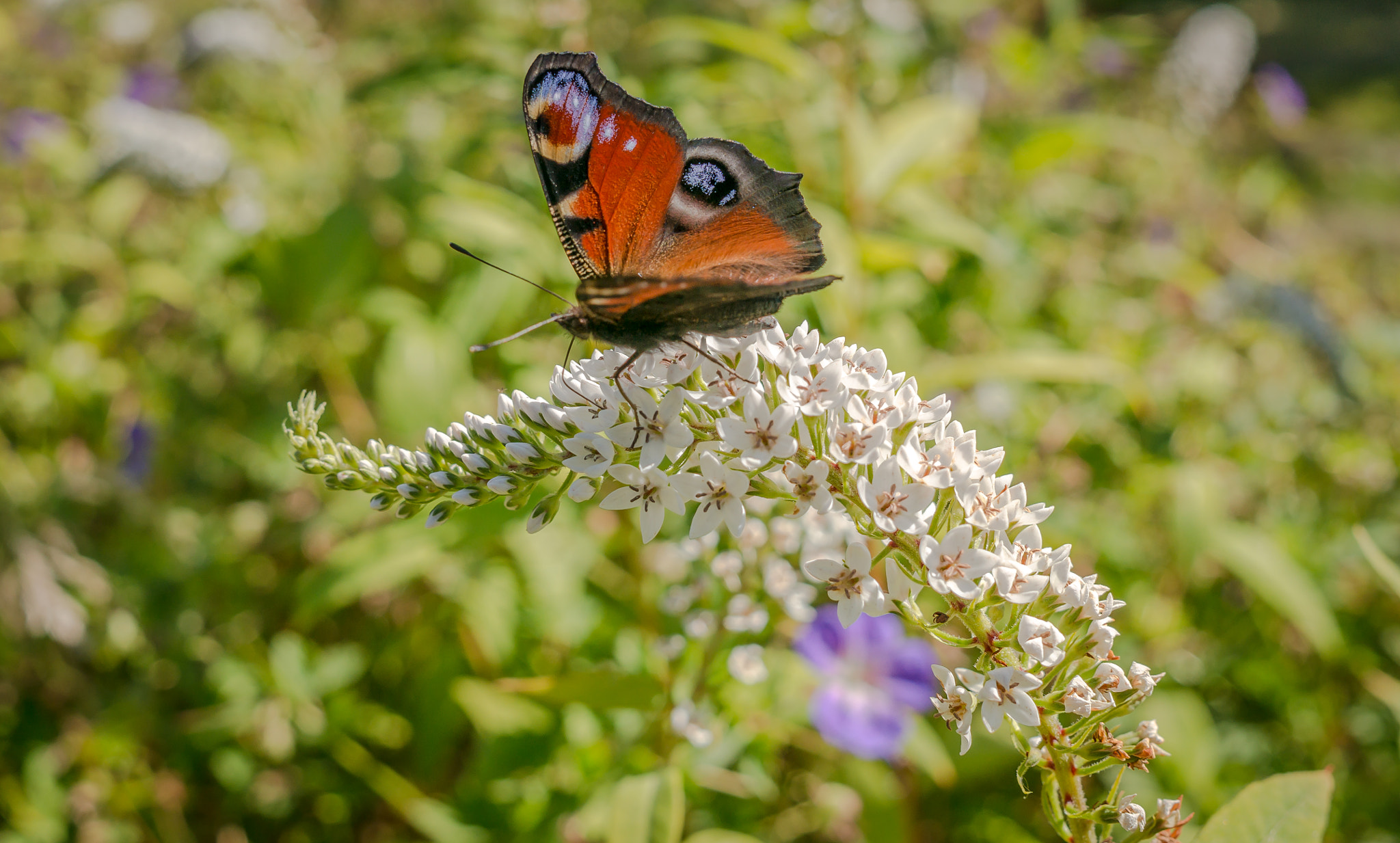 Sony Alpha NEX-6 + Sigma 30mm F2.8 EX DN sample photo. Butterfly photography