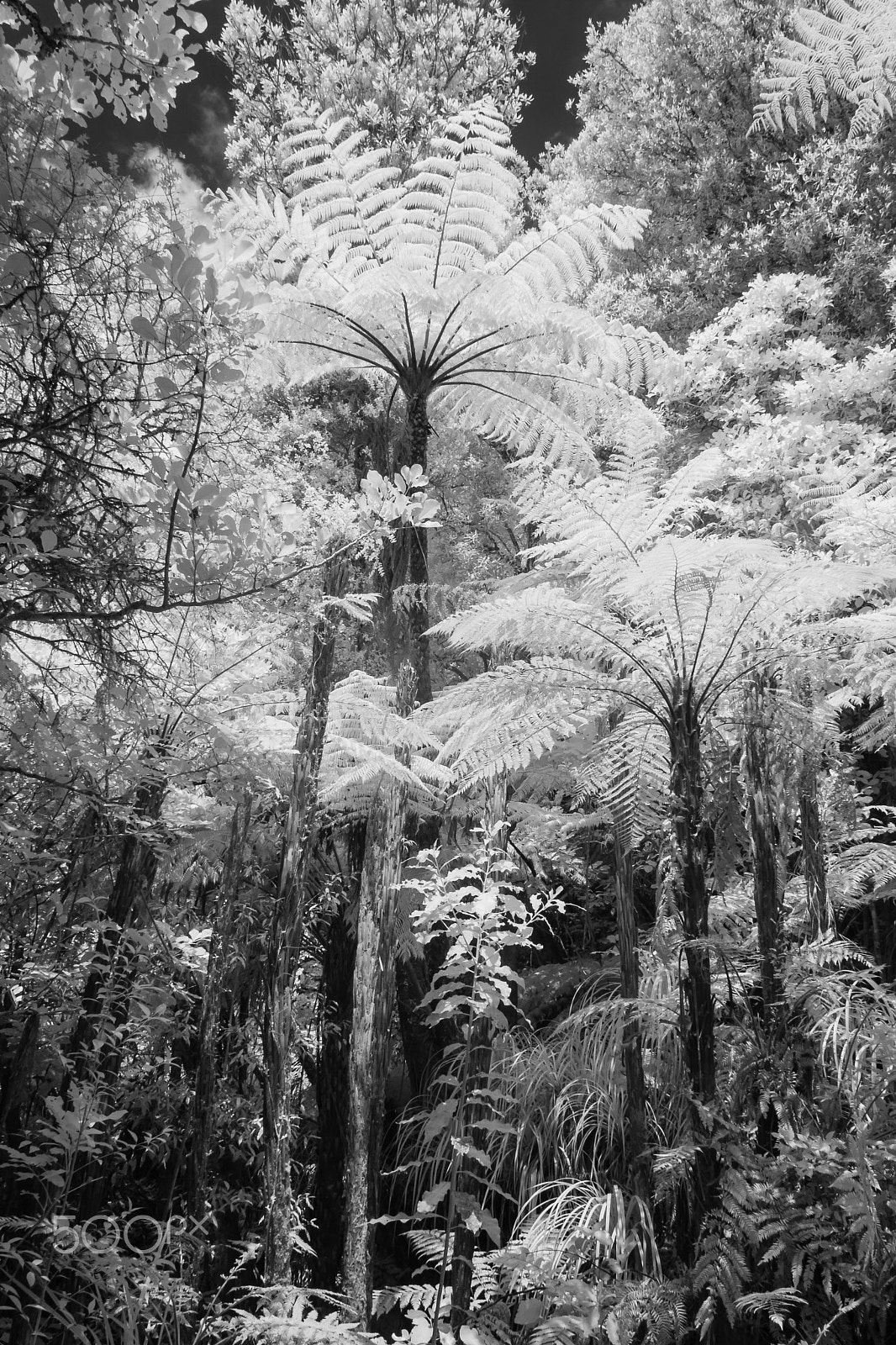 Canon EOS 1000D (EOS Digital Rebel XS / EOS Kiss F) sample photo. Infrared jungle photography