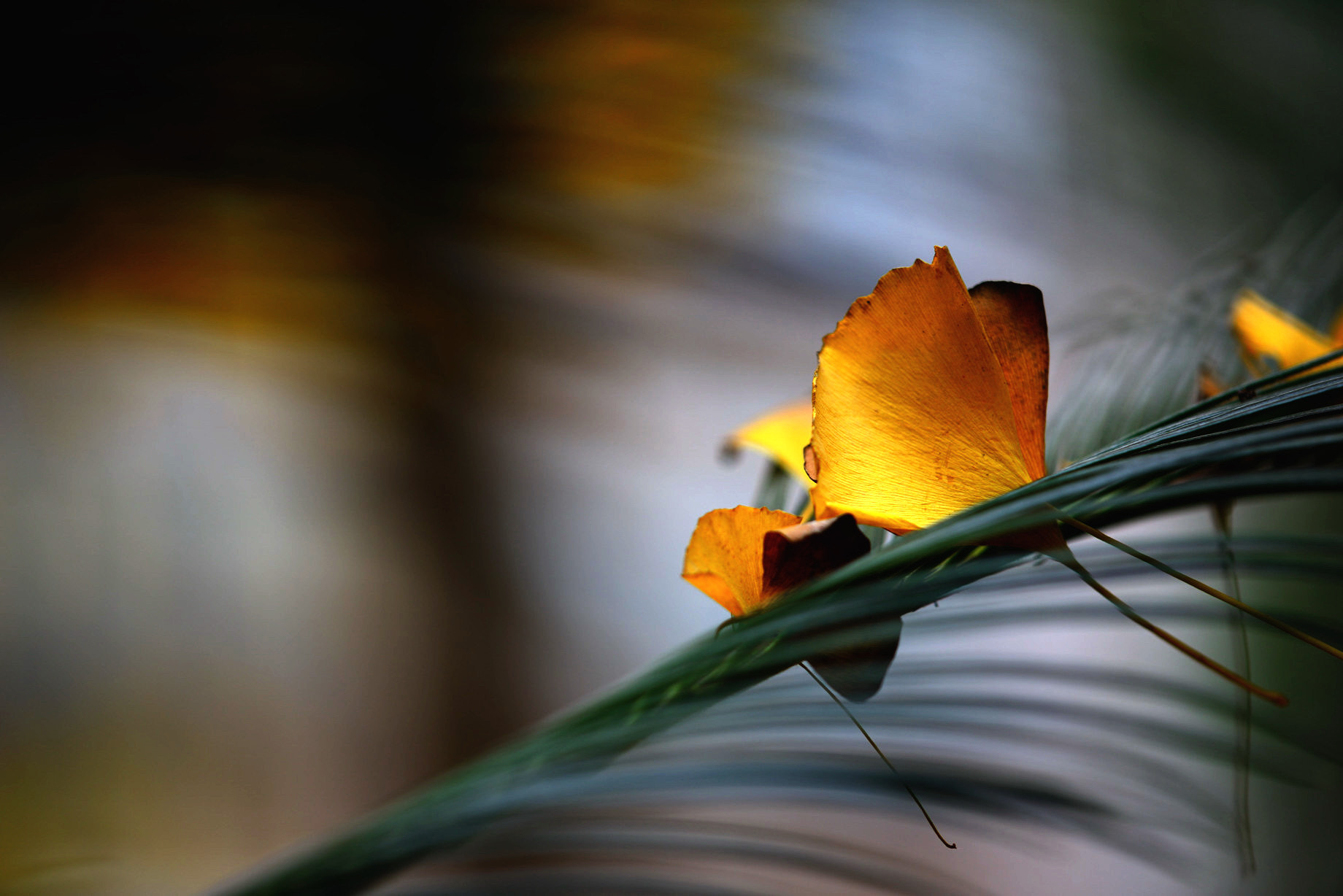 ZEISS Apo Sonnar T* 135mm F2 sample photo. 深秋 photography