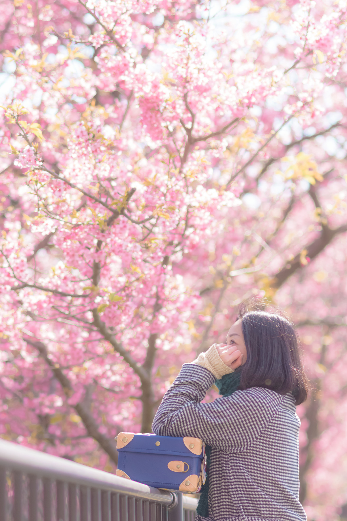 Nikon AF Nikkor 85mm F1.8D sample photo. Wind of cherry color photography