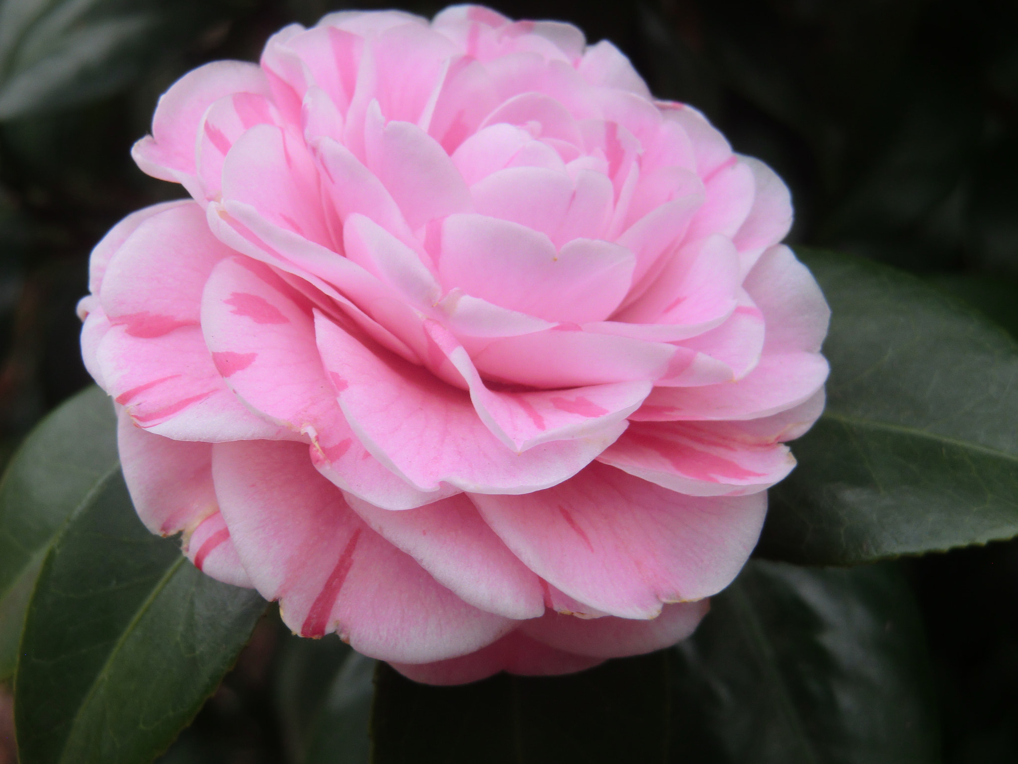 CASIO EX-H15 sample photo. Camellia bachelorette _18 photography