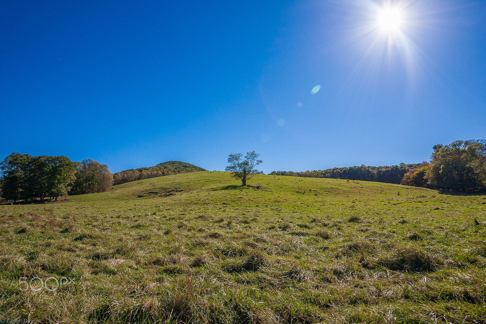 Sigma 10-20mm F3.5 EX DC HSM sample photo. Lonely tree photography