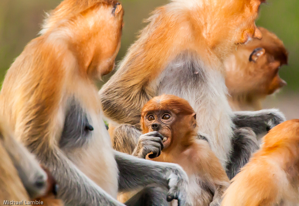 Canon EOS-1D Mark III + Canon EF 400mm F4.0 DO IS USM sample photo. Childhood fears photography