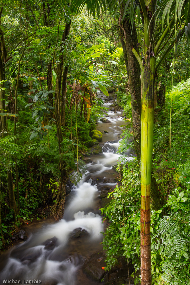 Canon EOS 5DS R + Canon EF 16-35mm F2.8L USM sample photo. Tropical hawaii photography