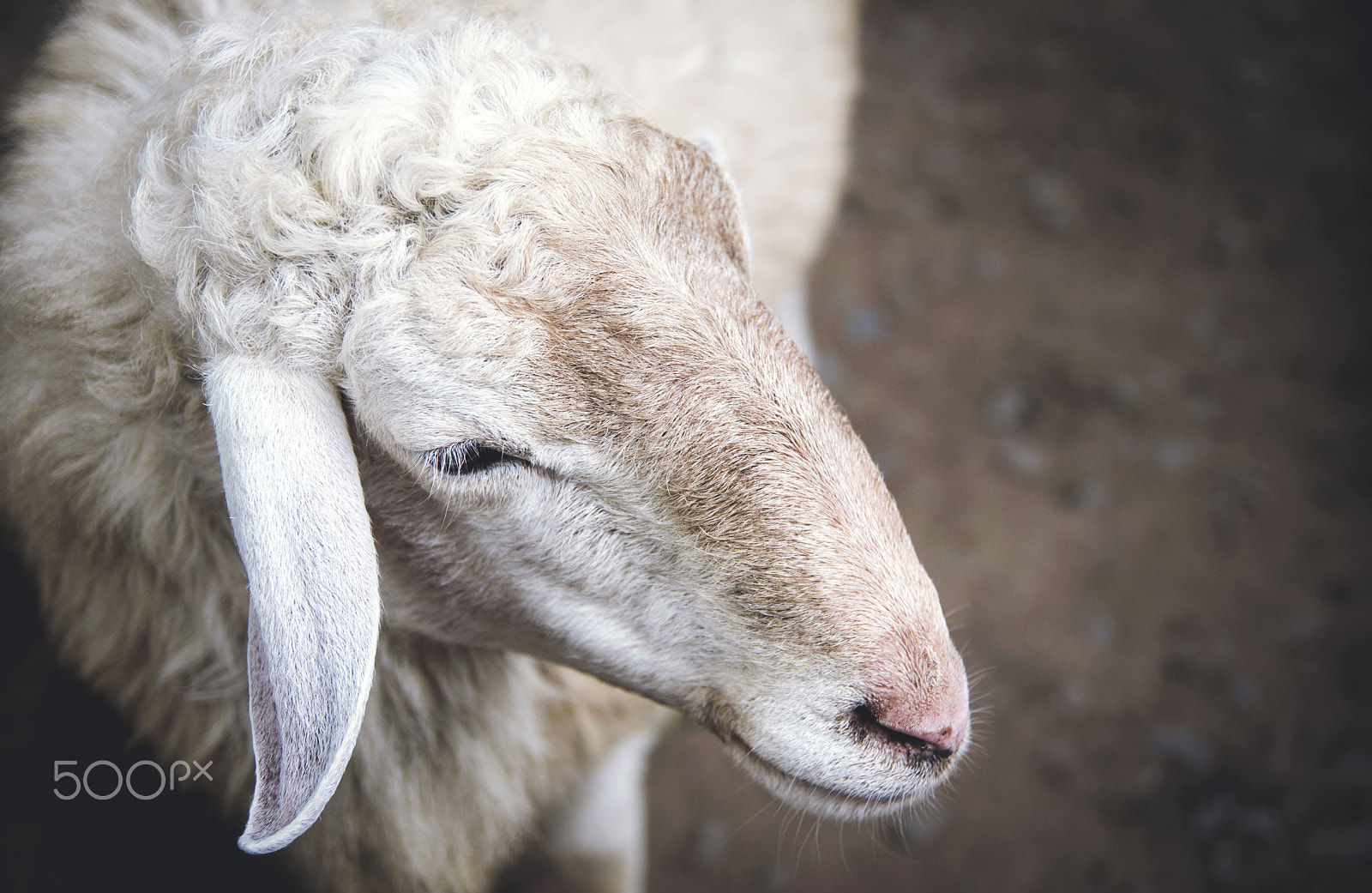 Nikon D60 sample photo. Sheep photography