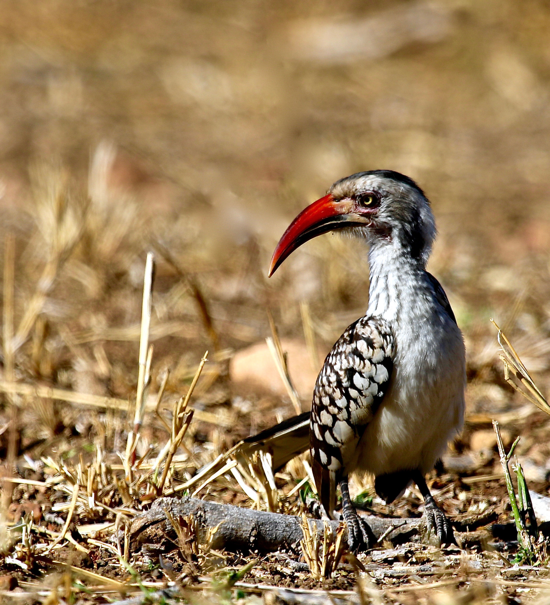 Canon EF 100-400mm F4.5-5.6L IS USM sample photo. Redbilled hornbill;kruger park;south-africa photography