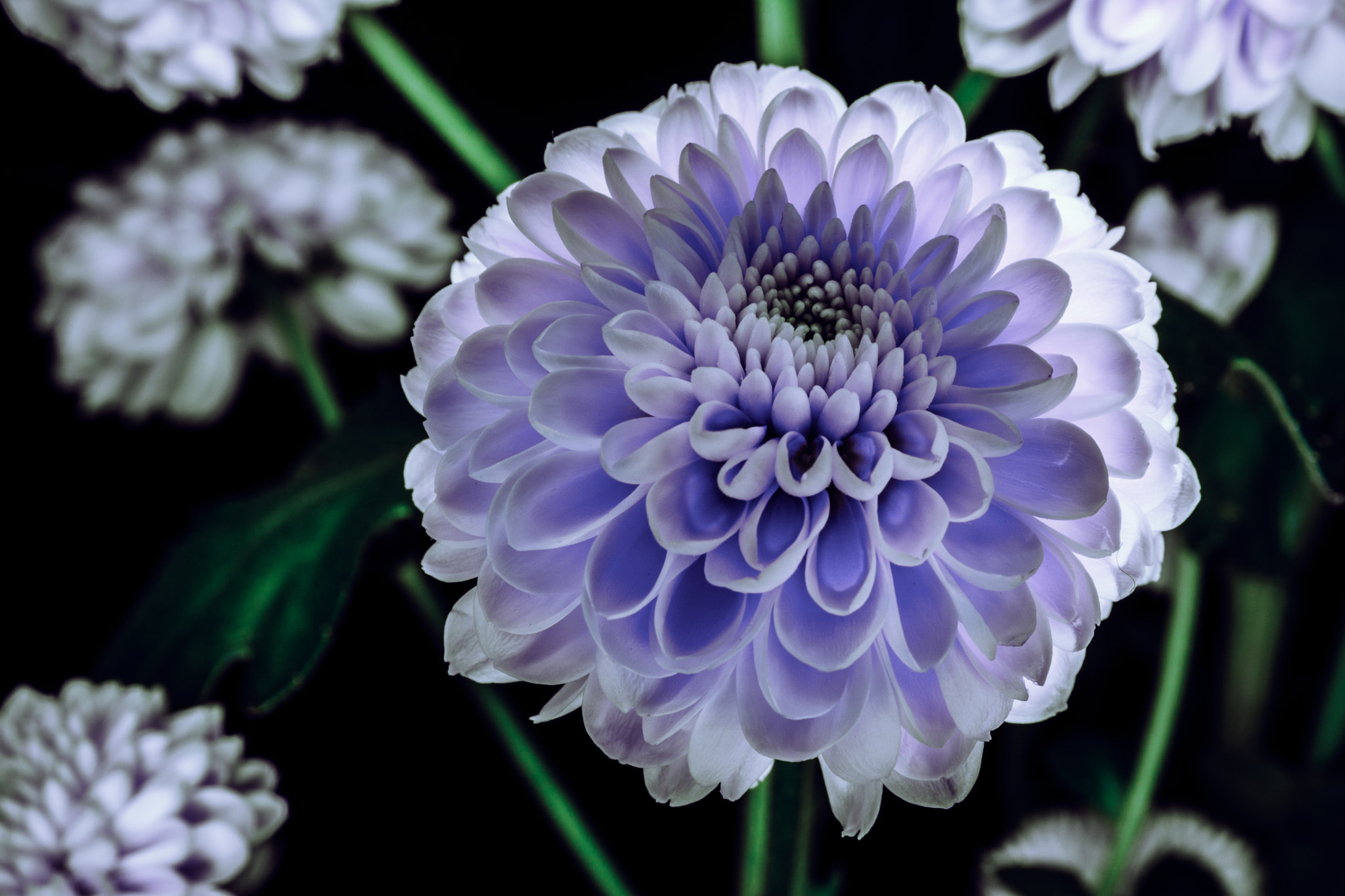 Sigma 17-70mm F2.8-4 DC Macro OS HSM sample photo. Pretty in the dark  photography