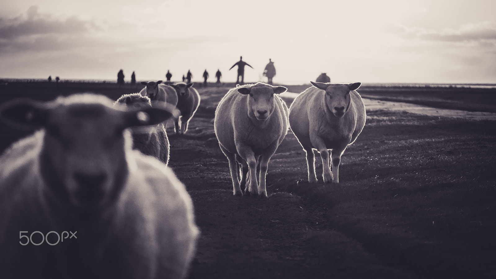 LUMIX G VARIO 45-150/F4.0-5.6 sample photo. Sheeps photography