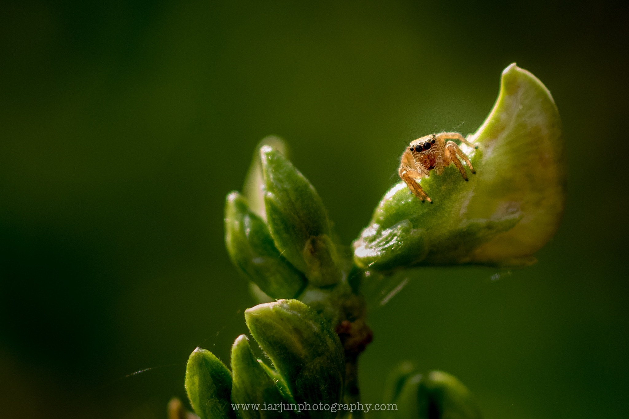 Sigma 50mm F1.4 EX DG HSM sample photo. "look at me now" photography