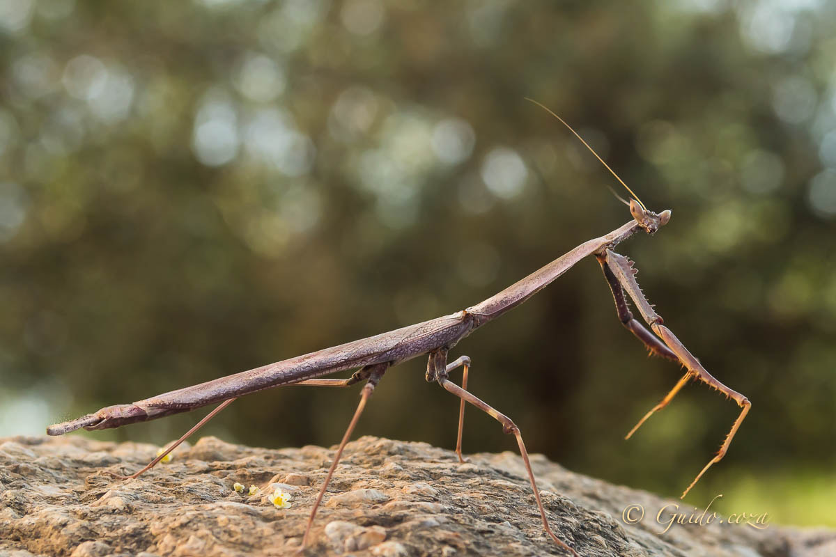 Canon EOS 60D + EF28-70mm f/2.8L USM sample photo. Cone headed mantid (empusidae) web photography