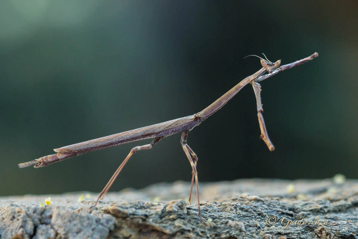 Canon EF 100-400mm F4.5-5.6L IS USM sample photo. Cone headed mantid (empusidae) web photography